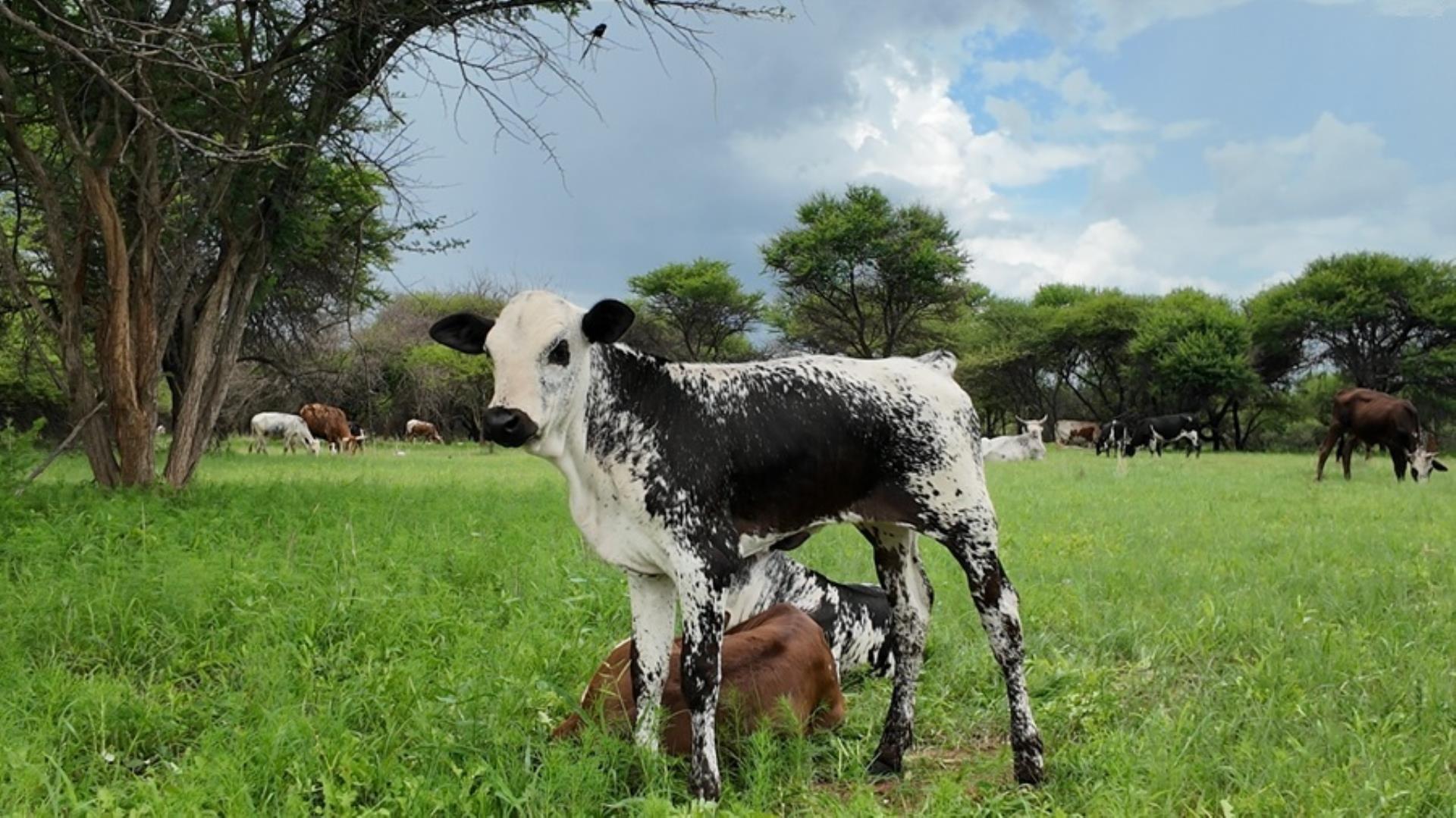 6 Bedroom Farm for Sale - Limpopo