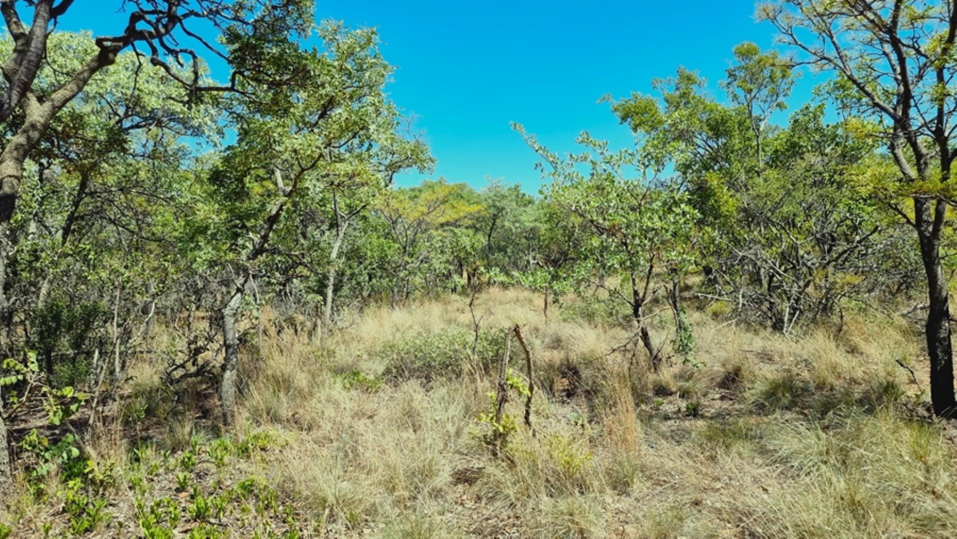 706698_923ha_Shareblock_Farm_for_Sale_Vaalwater_(69).jpg