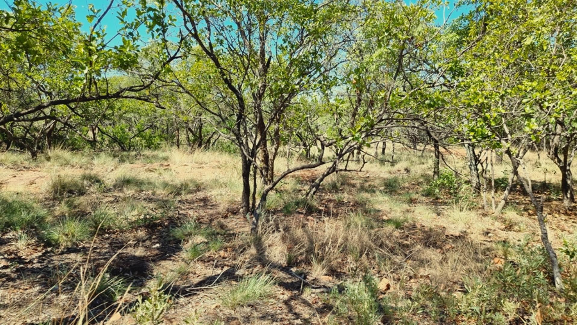 706698_923ha_Shareblock_Farm_for_Sale_Vaalwater_(75).jpg