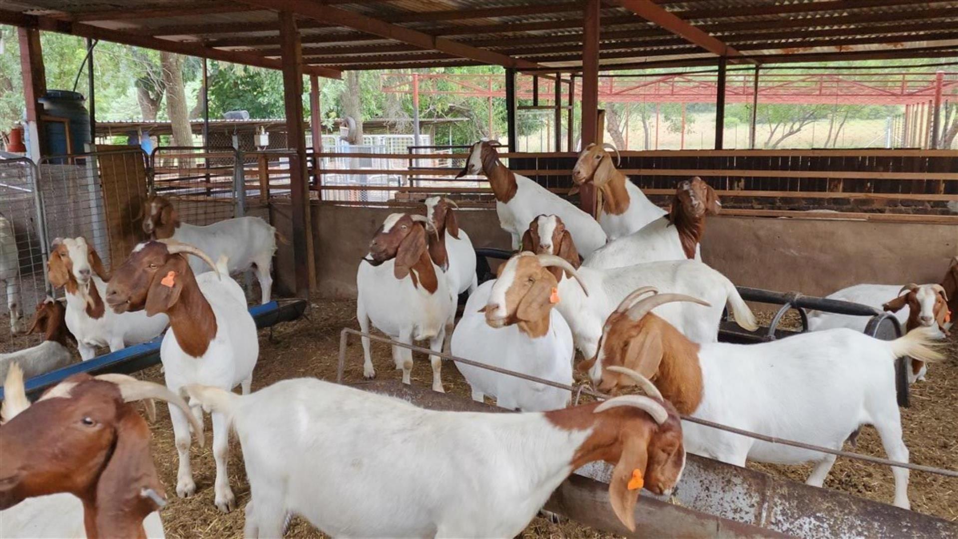 Farm for Sale - Limpopo