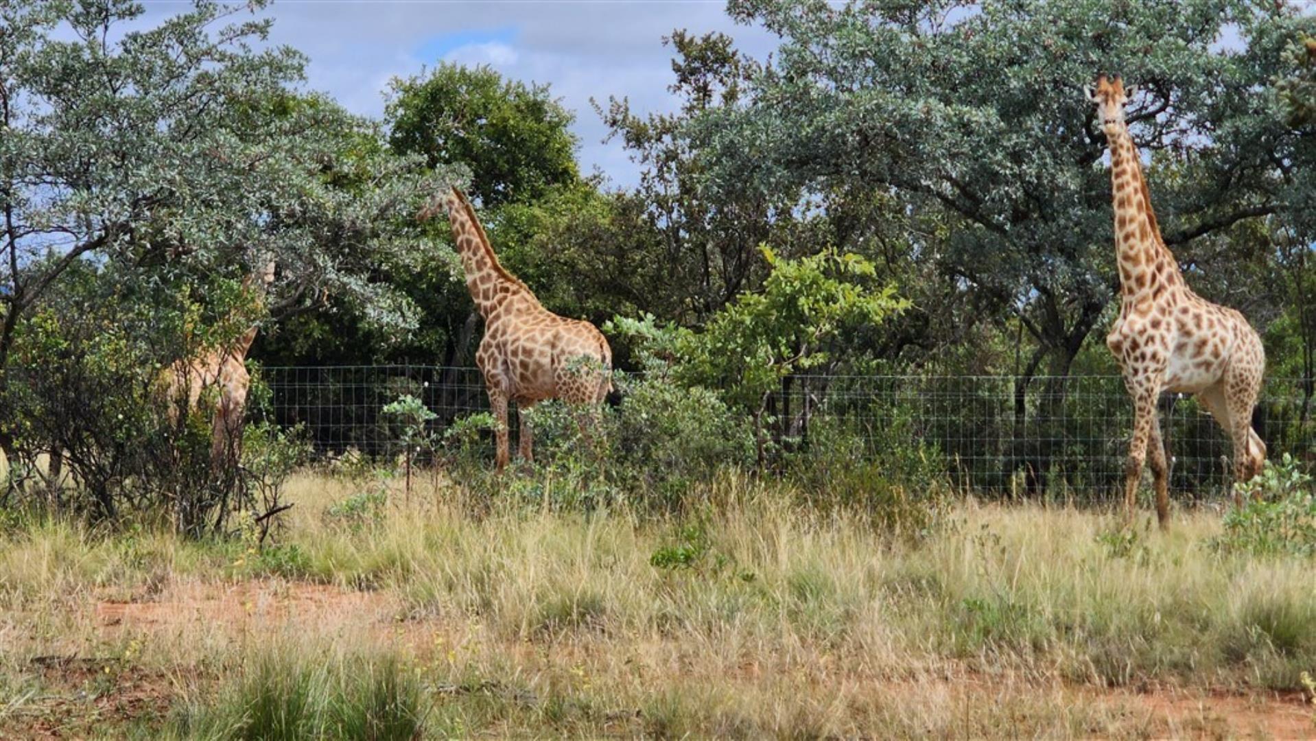 709958_Giraffes.jpg