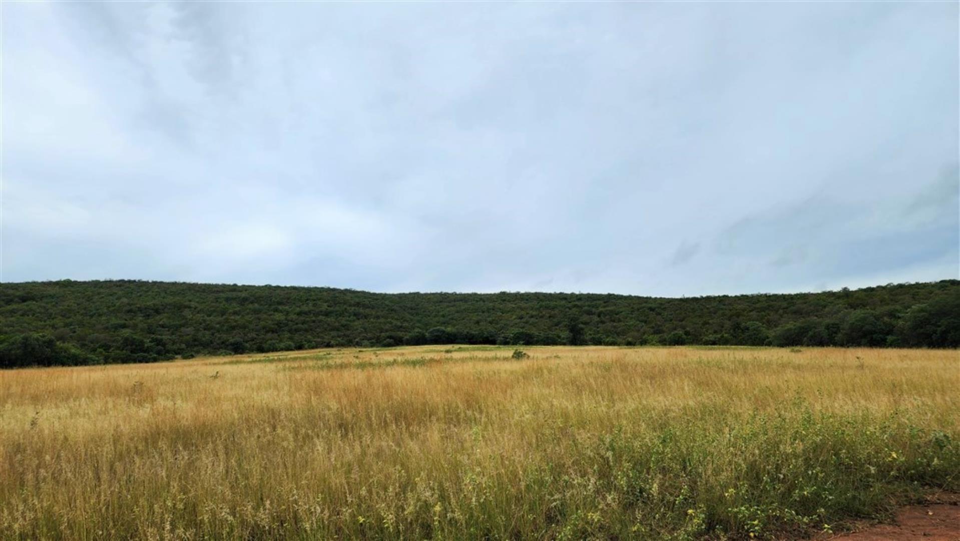 709958_Grass_Savannah.jpg