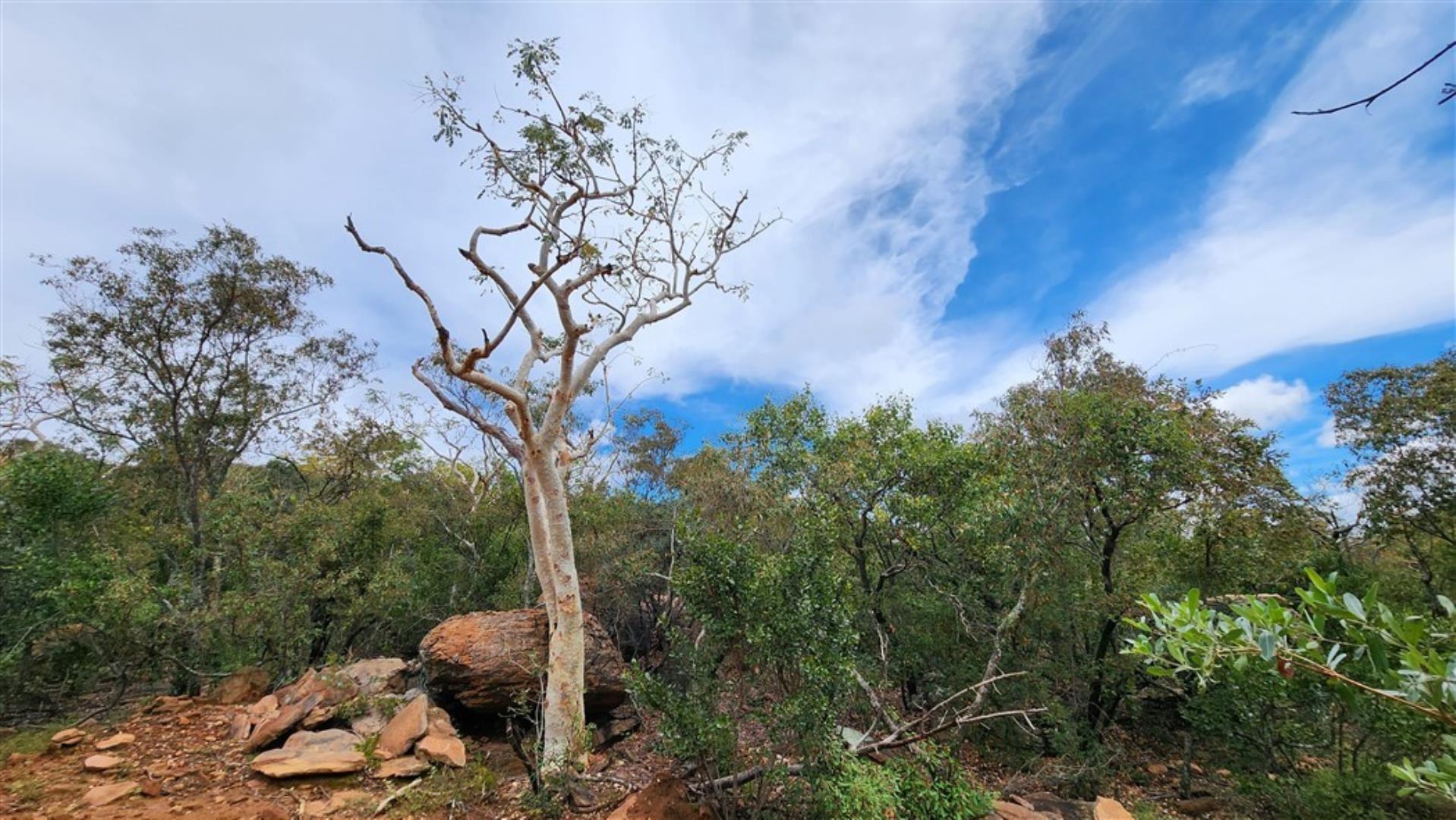 709958_Paperbark.jpg