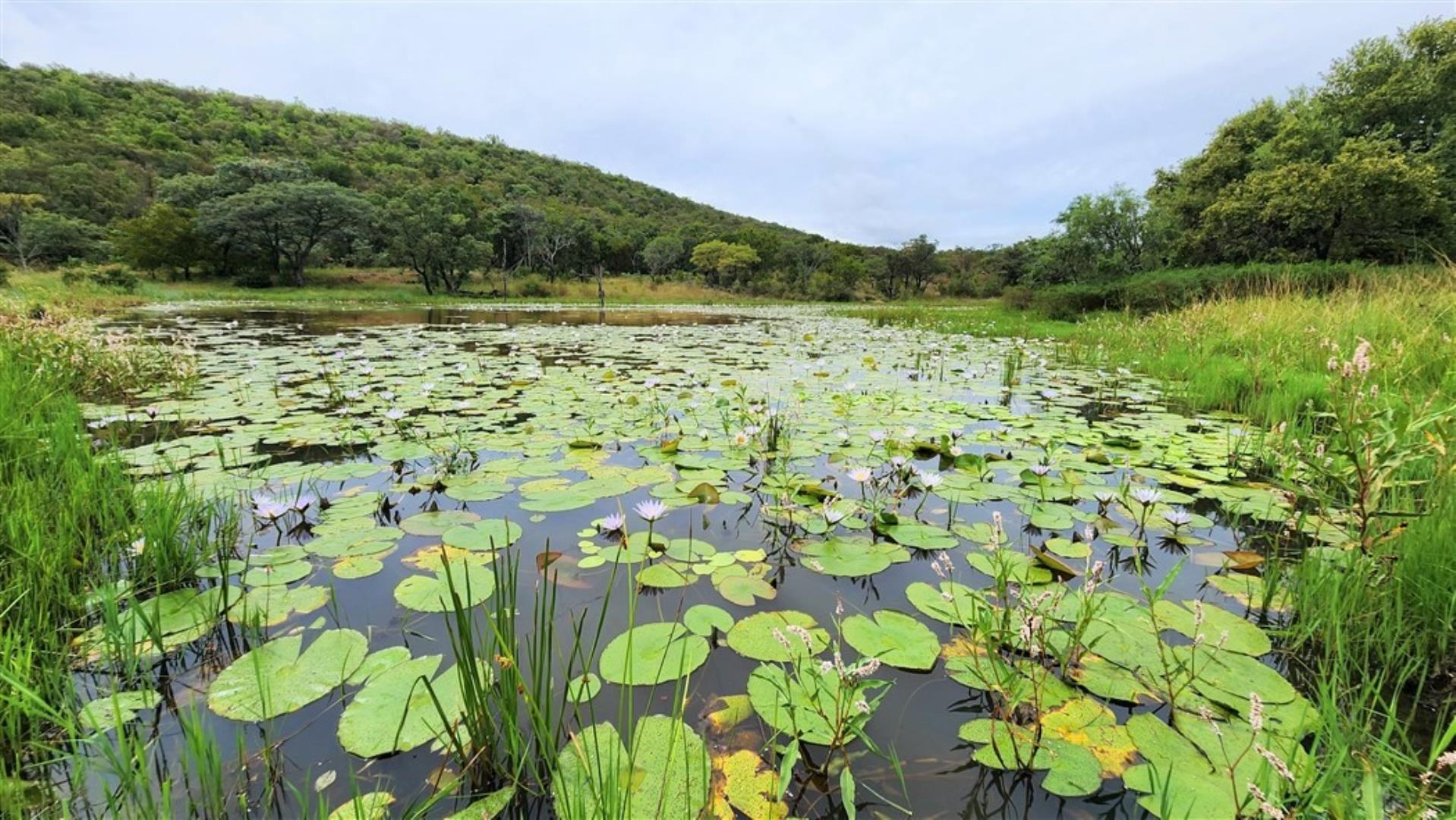 709958_Res_bottom_dams_3.jpg