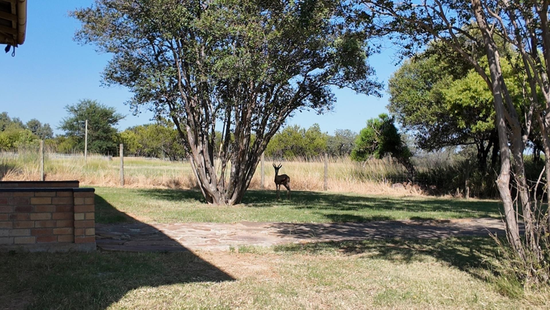729374_800ha_Vaalwater_Family_Game_Farm_for_Sale_(29).jpg