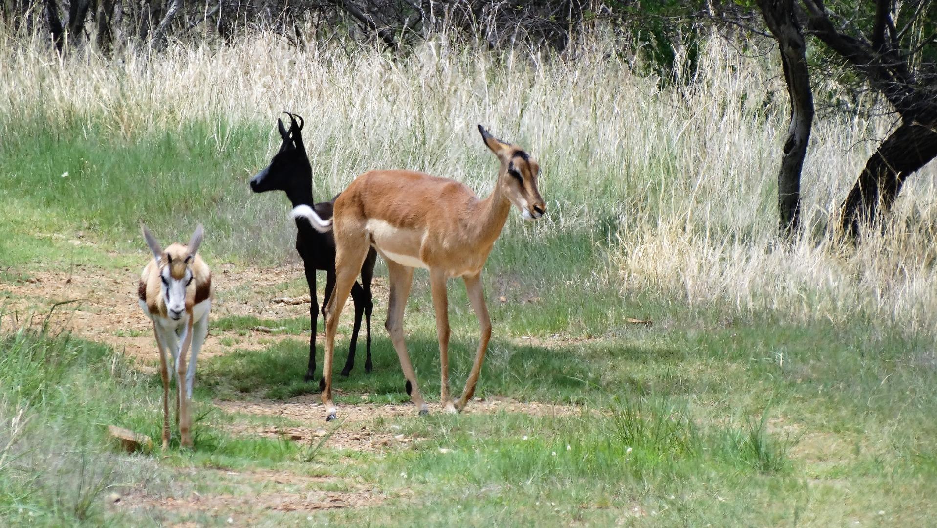729374_800ha_Vaalwater_Family_Game_Farm_for_Sale_(37).JPG