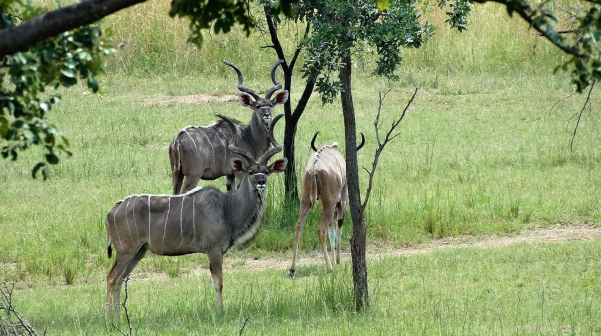 729374_800ha_Vaalwater_Family_Game_Farm_for_Sale_(40).JPG