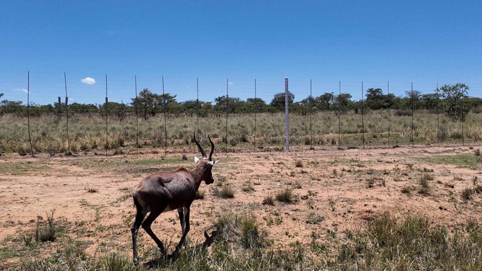 730851_1.56ha_Stand_Leopard_Rock_Game_Farm_FOR_SALE_(18).jpeg