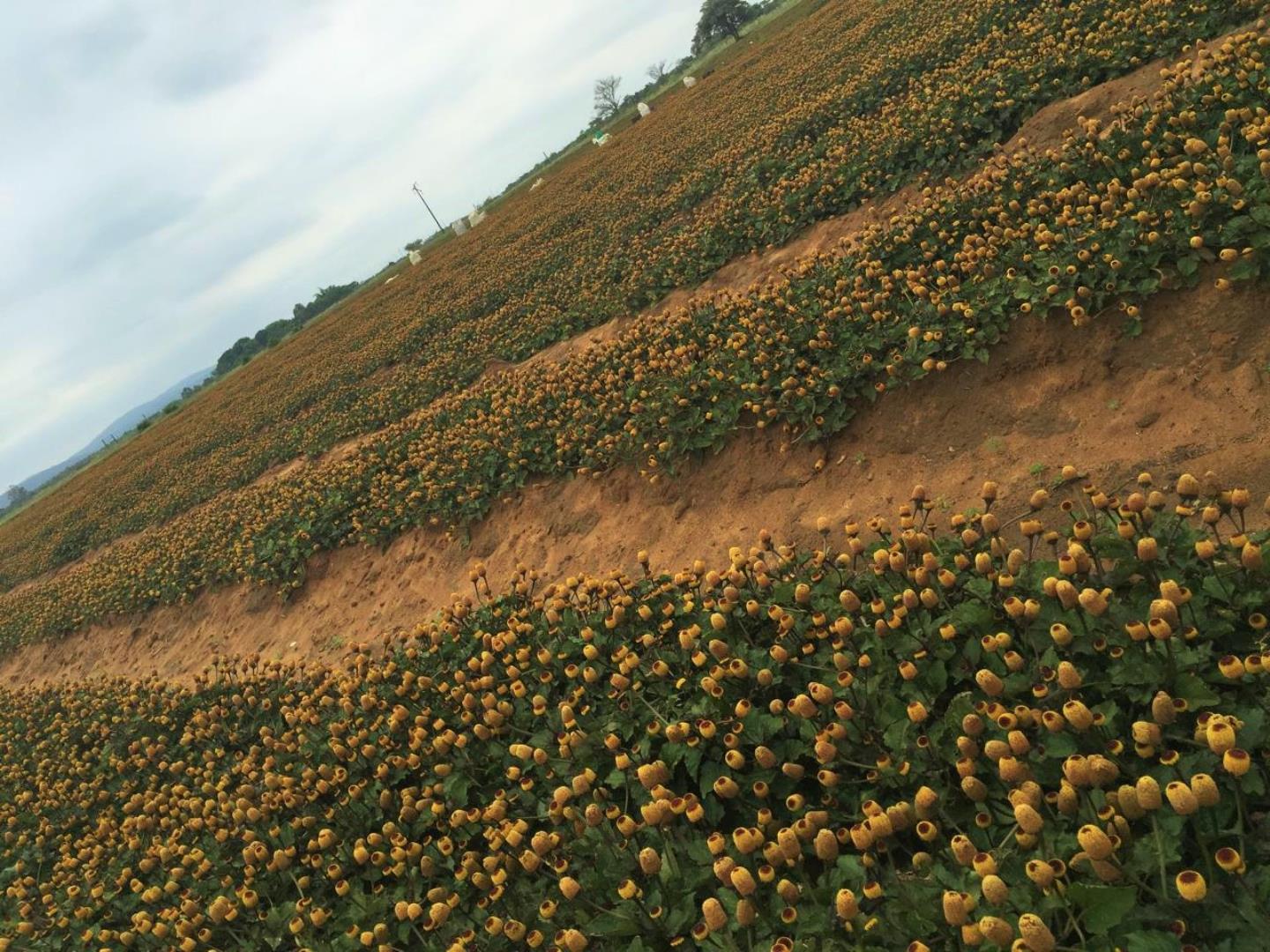 731183_Flowers_-_Waltela.jpg