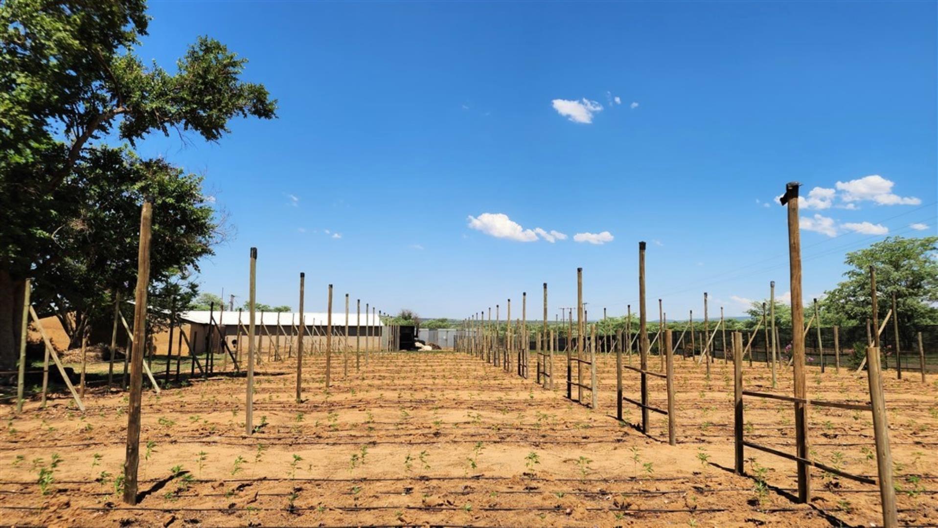 731183_Hemp_Plantings.jpg