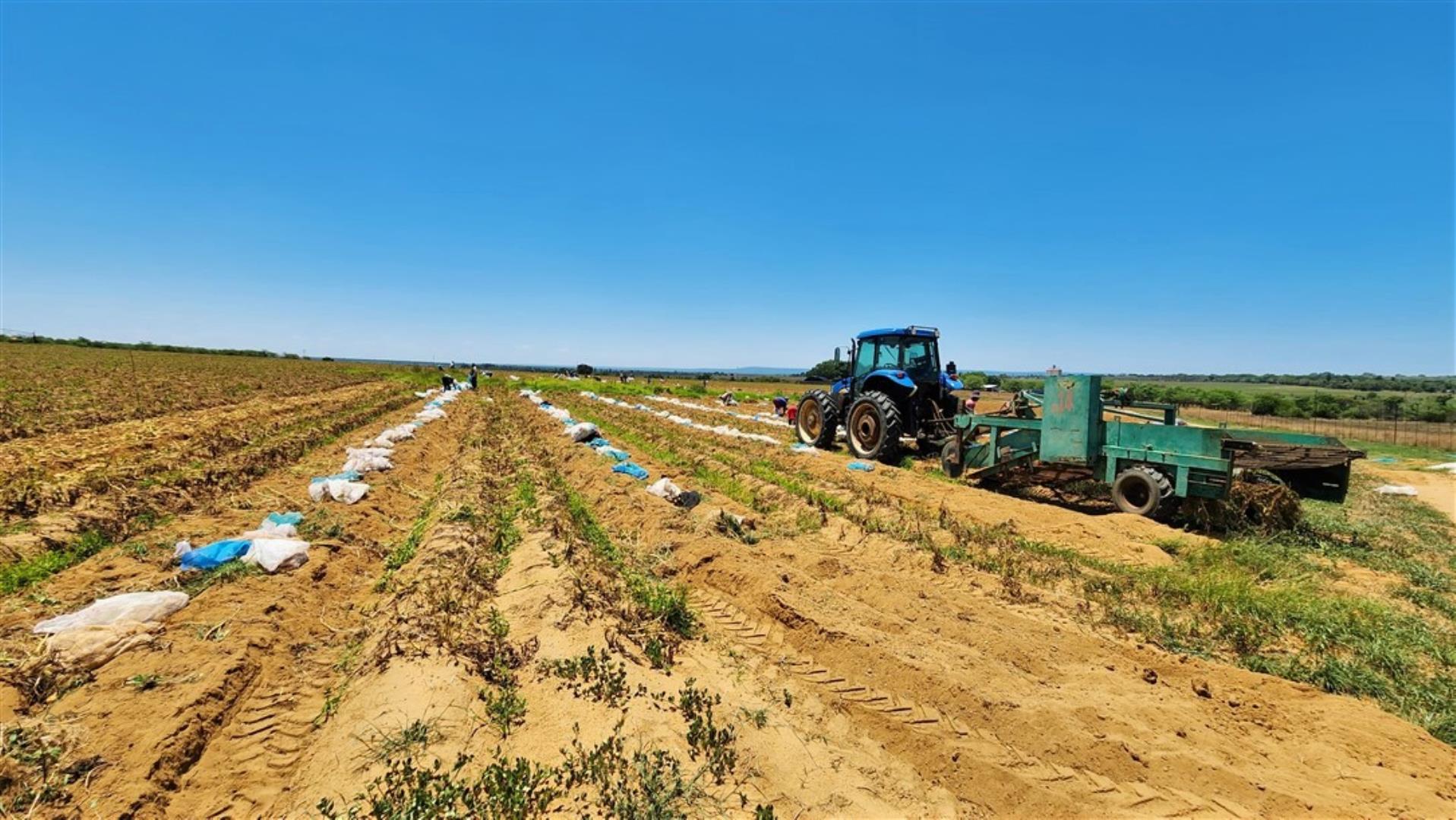 731183_Patato_Field_1.jpg