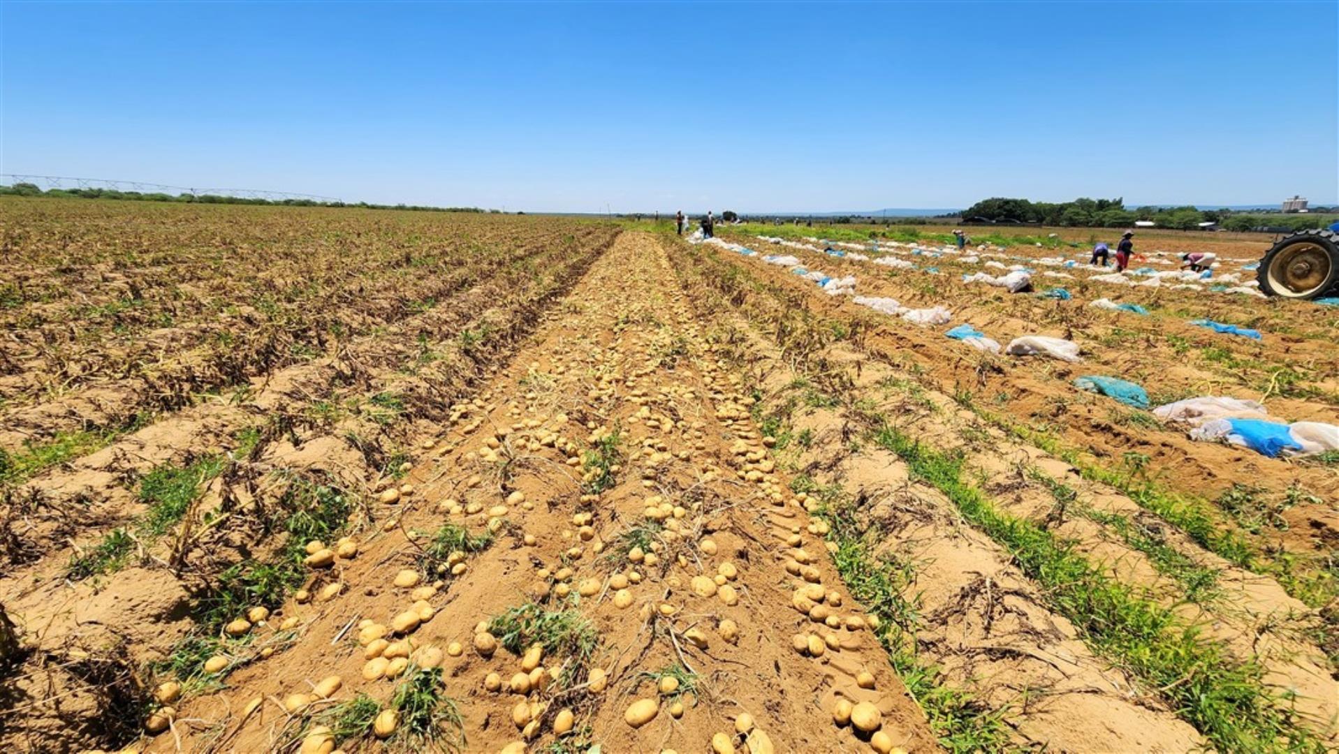 731183_Patato_Field_2.jpg