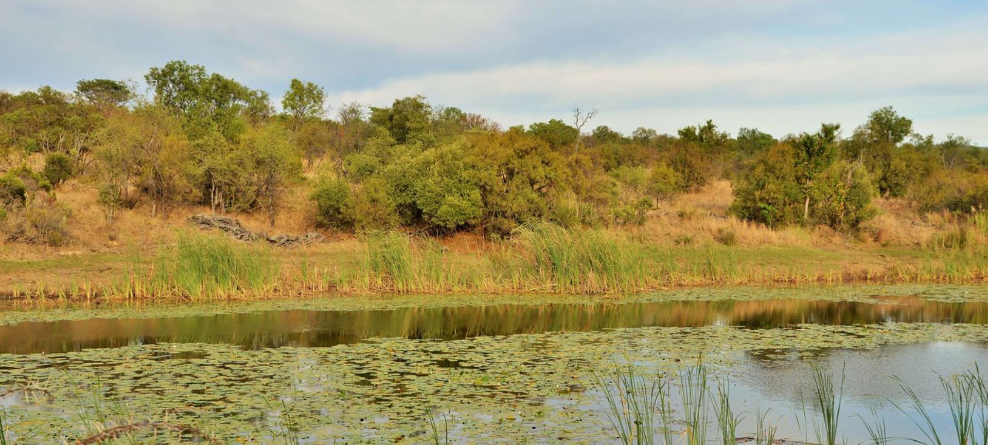 731358_Sediba_1i.jpg