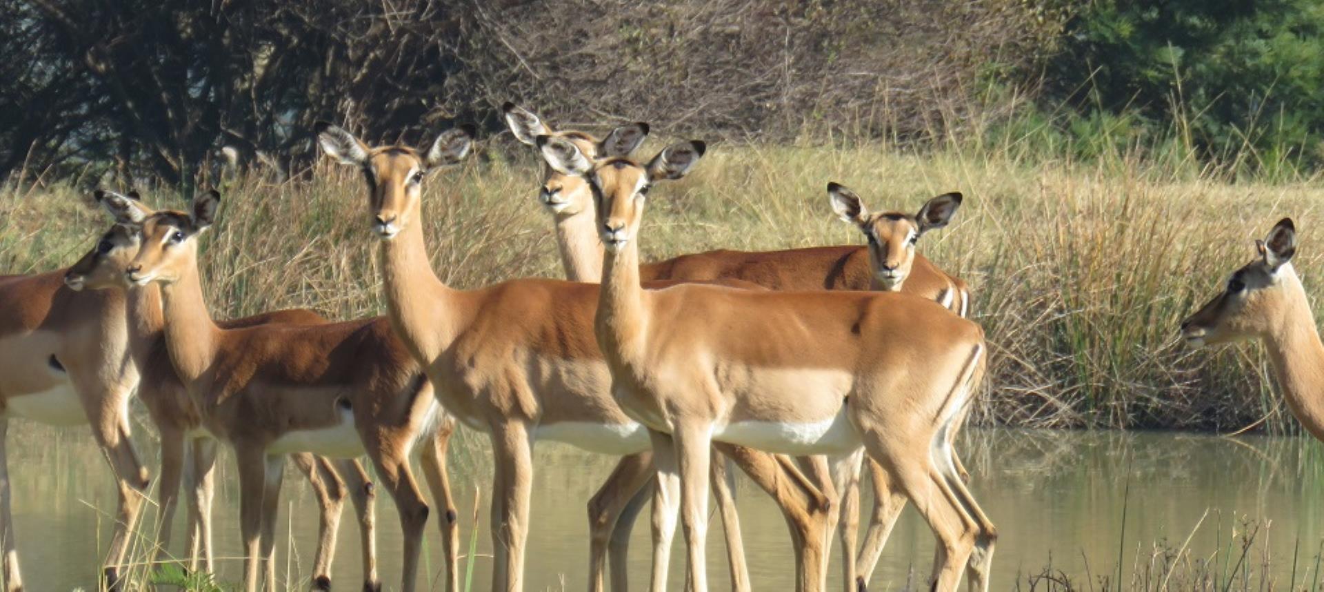731358_Sediba_2.jpg