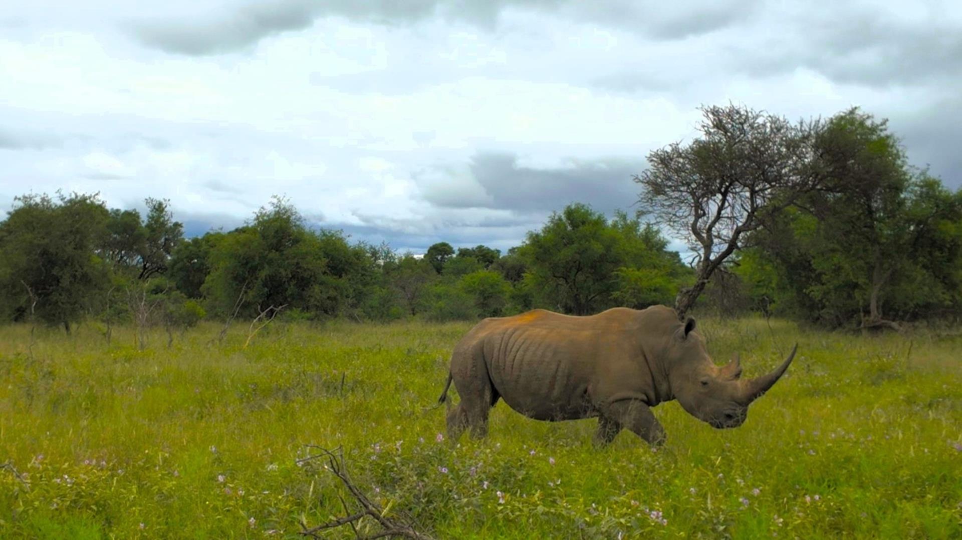 732043_664ha_Private_Game_farm_and_Lodge_within_a_Big_5_Game_Reserve_FOR_SALE_(1).jpg