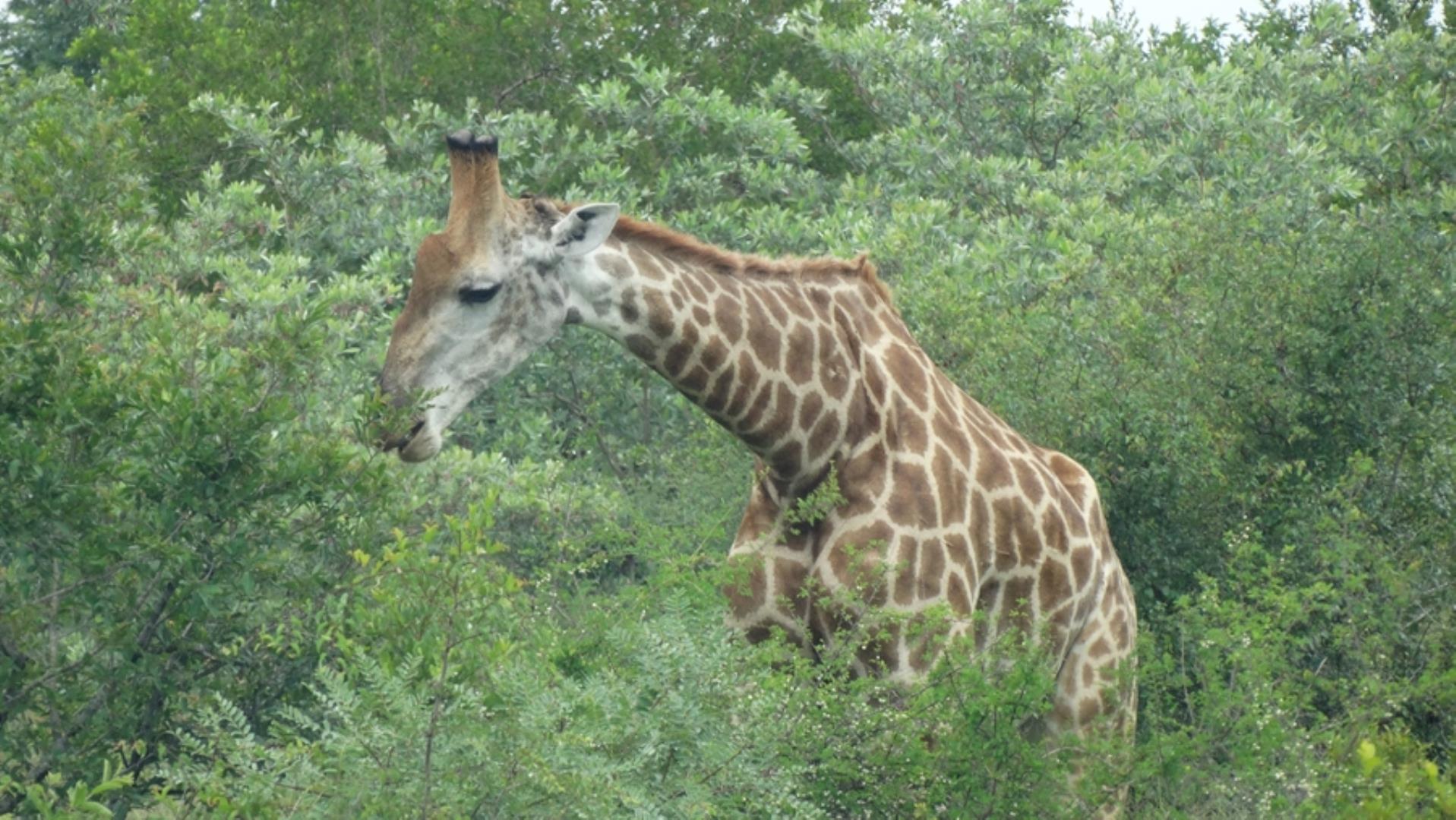 732043_664ha_Private_Game_farm_and_Lodge_within_a_Big_5_Game_Reserve_FOR_SALE_(108).jpg