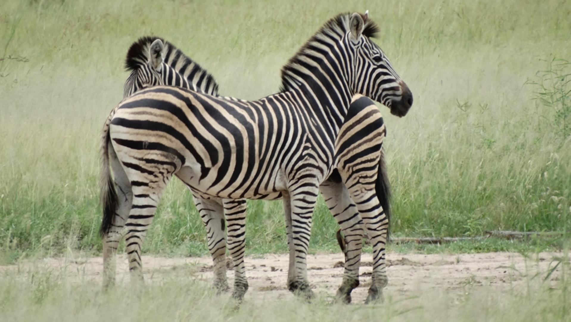 732043_664ha_Private_Game_farm_and_Lodge_within_a_Big_5_Game_Reserve_FOR_SALE_(116).jpg