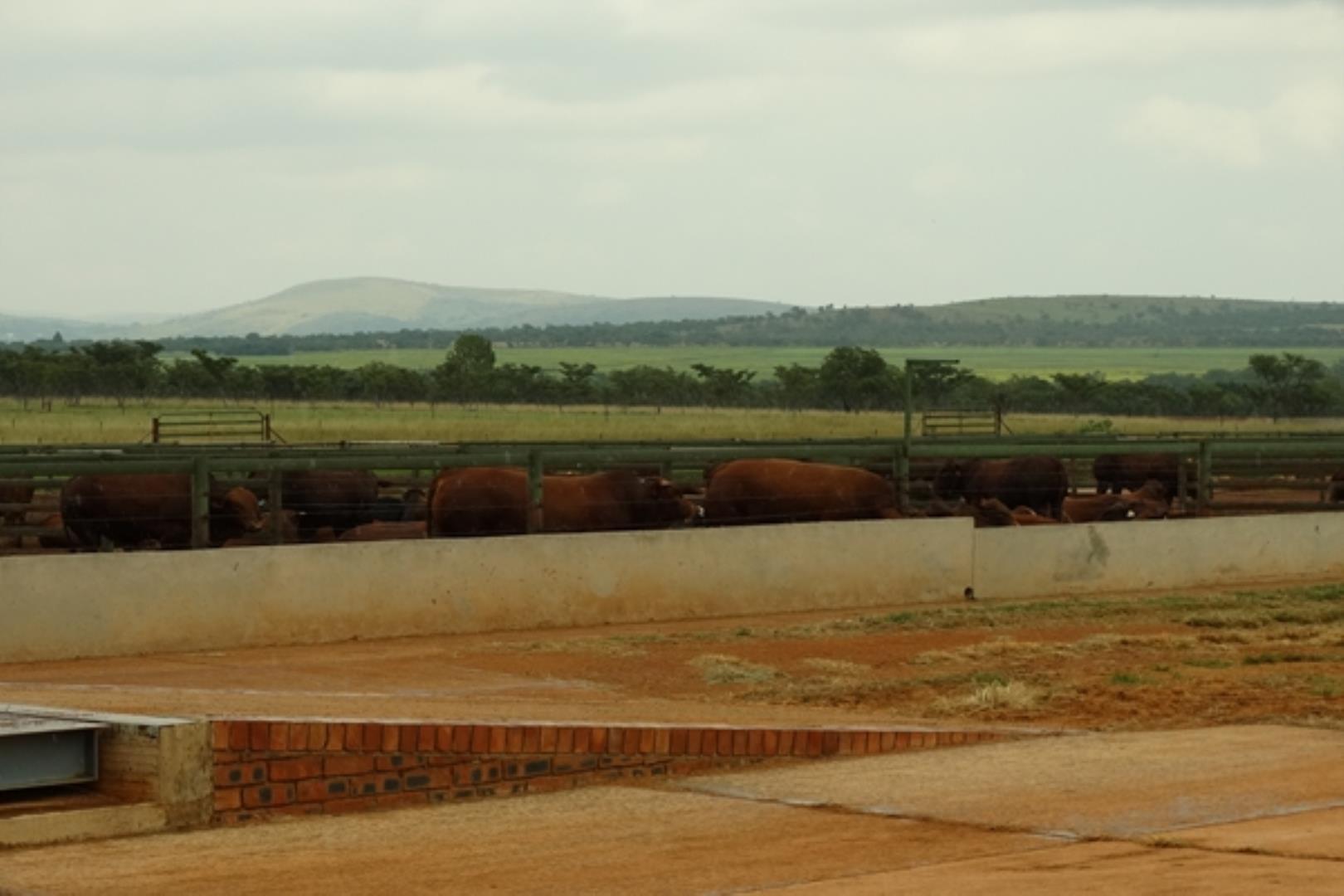 732378_1419ha_Feedlot___Irrigation_and_Game_Combination_Farm_for_Sale_Naboomspruit_(101).jpg