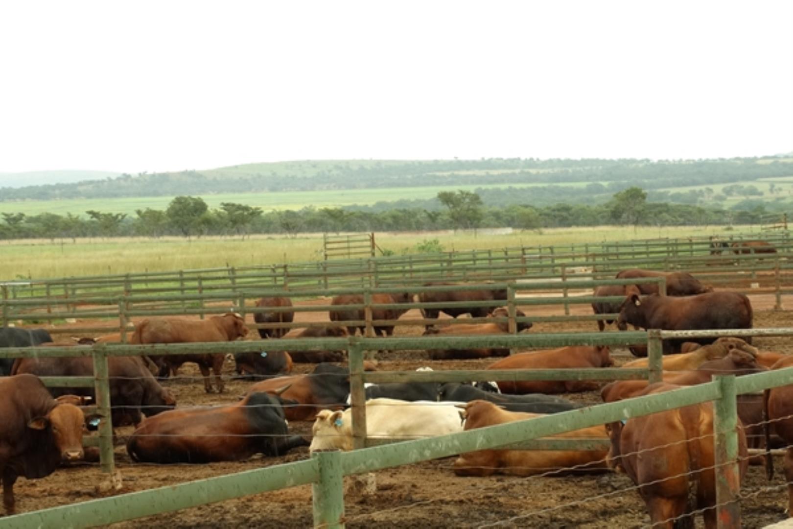 732378_1419ha_Feedlot___Irrigation_and_Game_Combination_Farm_for_Sale_Naboomspruit_(102).jpg