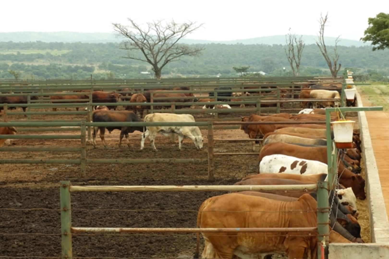 732378_1419ha_Feedlot___Irrigation_and_Game_Combination_Farm_for_Sale_Naboomspruit_(115).jpg