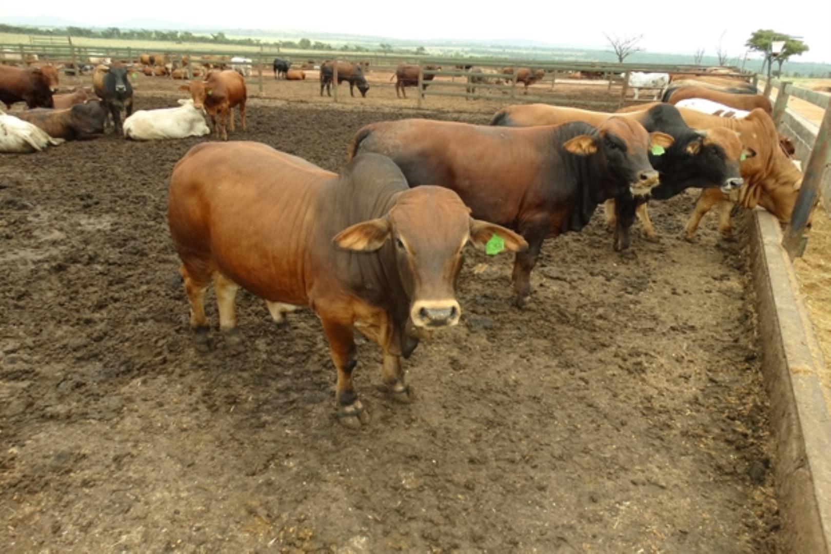 732378_1419ha_Feedlot___Irrigation_and_Game_Combination_Farm_for_Sale_Naboomspruit_(116).jpg
