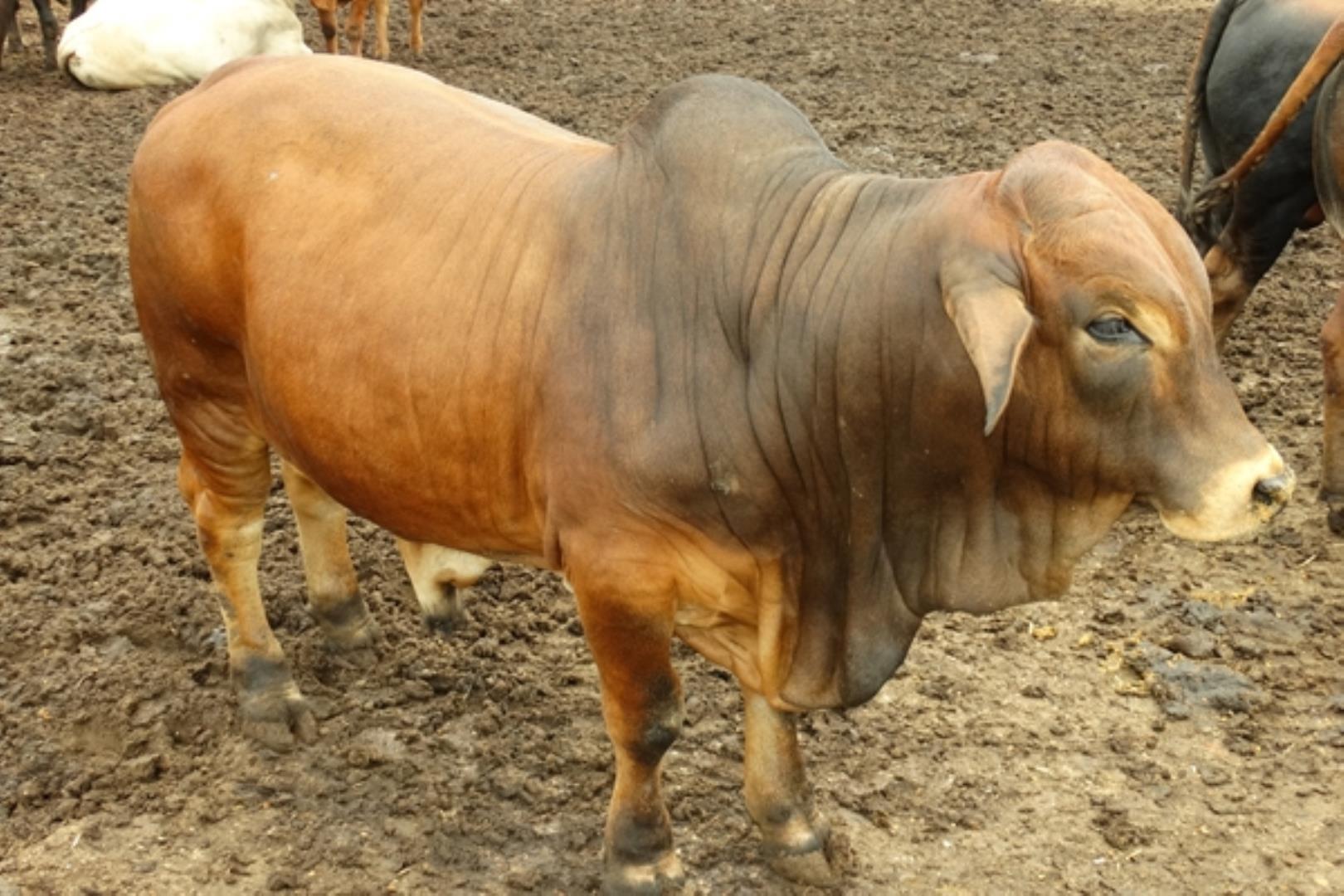 732378_1419ha_Feedlot___Irrigation_and_Game_Combination_Farm_for_Sale_Naboomspruit_(117).jpg