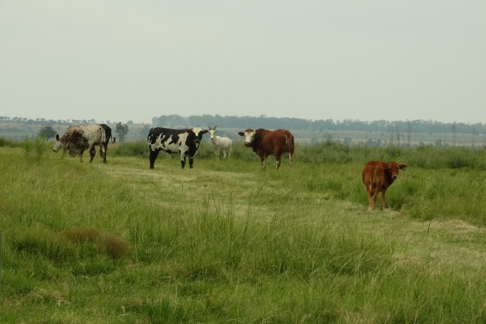 732378_1419ha_Feedlot___Irrigation_and_Game_Combination_Farm_for_Sale_Naboomspruit_(119).jpg