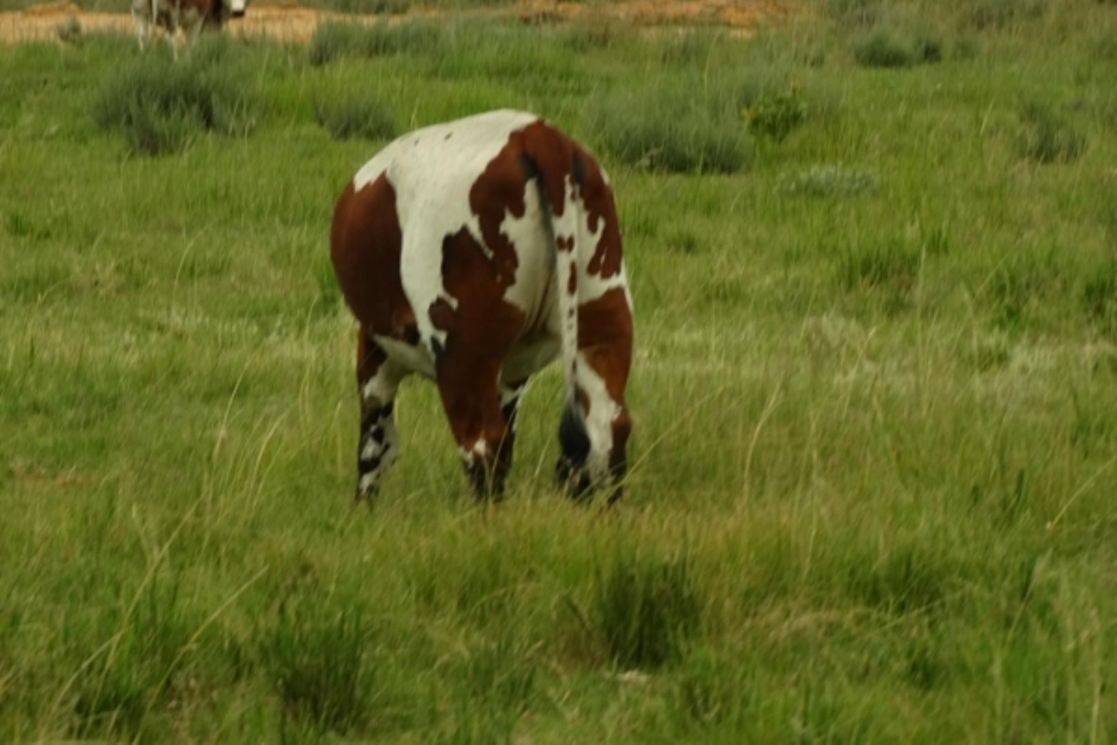 732378_1419ha_Feedlot___Irrigation_and_Game_Combination_Farm_for_Sale_Naboomspruit_(121).jpg