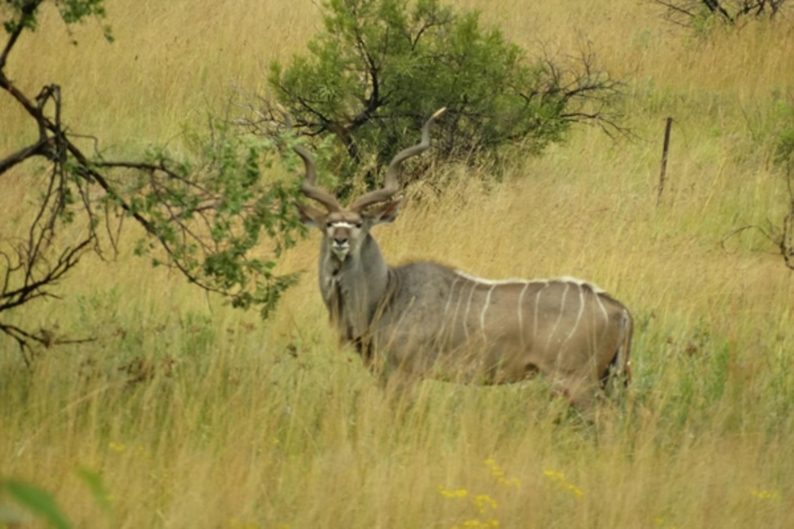 732378_1419ha_Feedlot___Irrigation_and_Game_Combination_Farm_for_Sale_Naboomspruit_(122).jpg