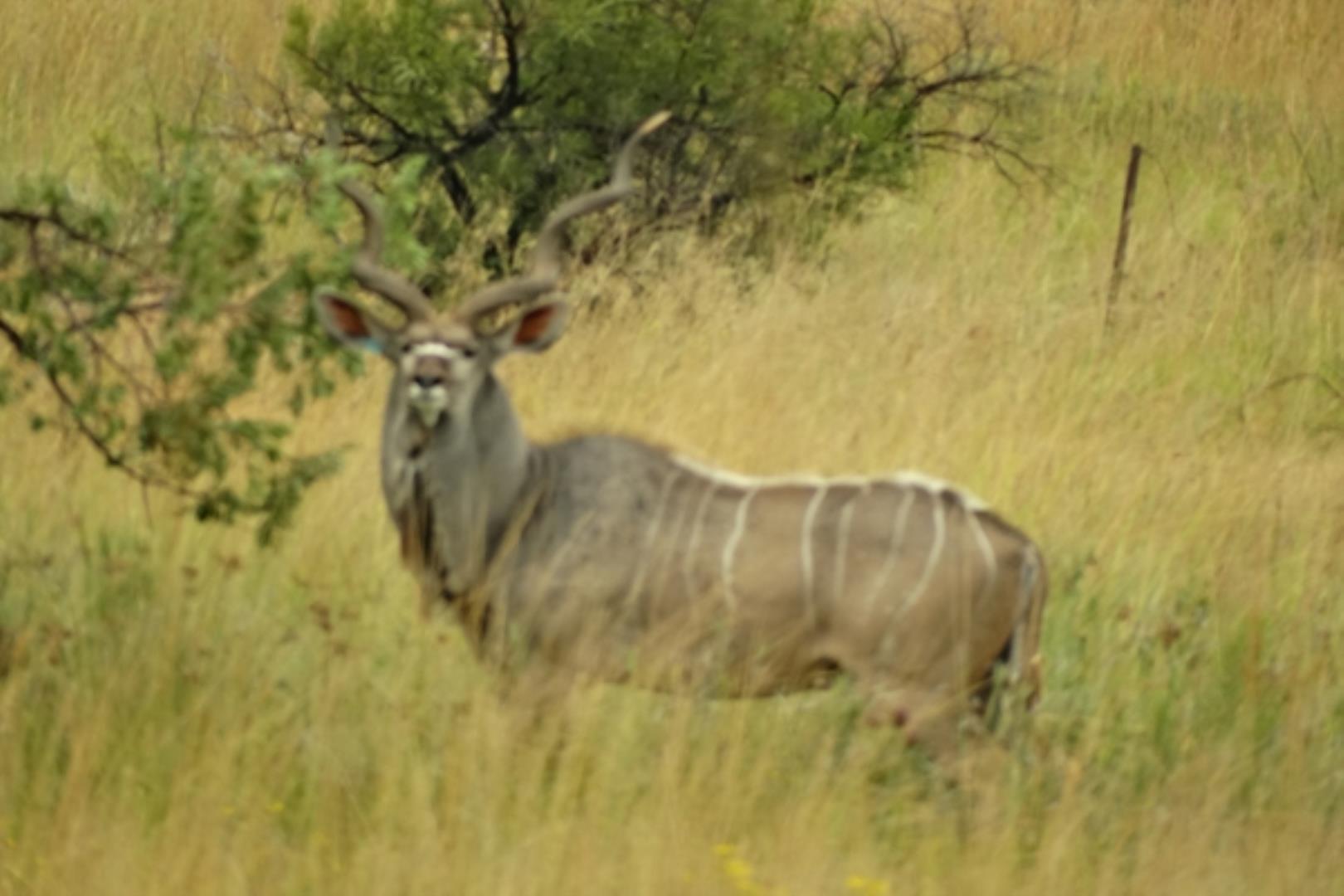 732378_1419ha_Feedlot___Irrigation_and_Game_Combination_Farm_for_Sale_Naboomspruit_(123).jpg