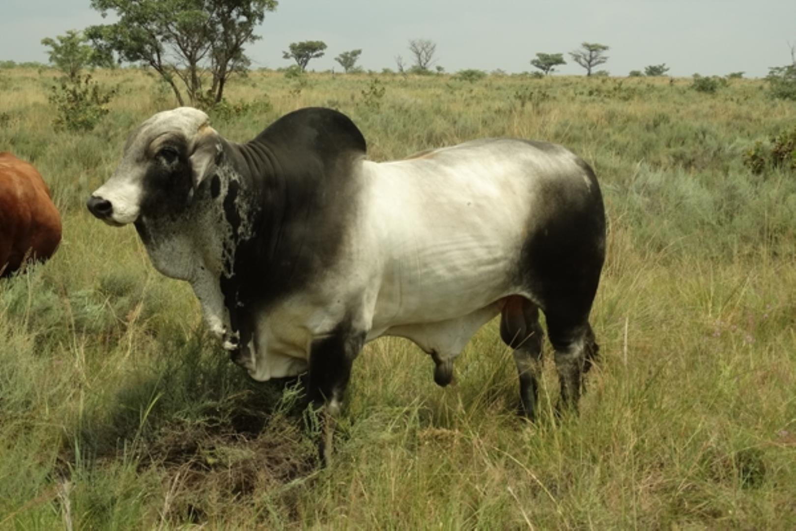 732378_1419ha_Feedlot___Irrigation_and_Game_Combination_Farm_for_Sale_Naboomspruit_(142).jpg