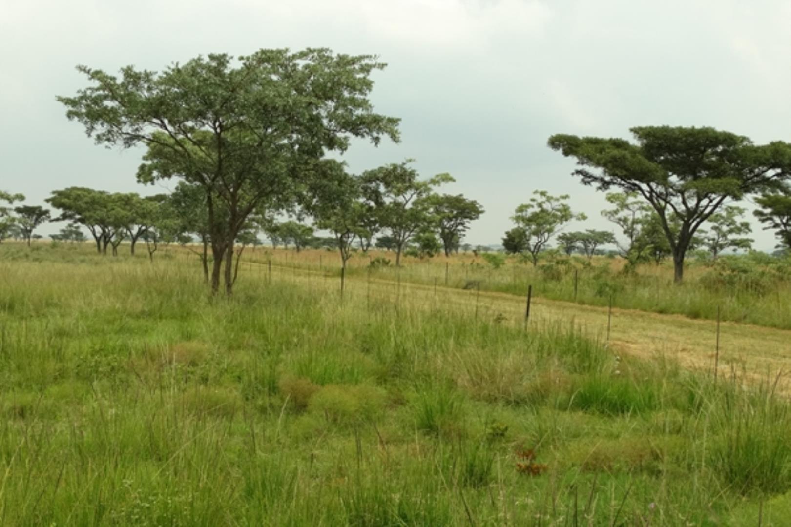 732378_1419ha_Feedlot___Irrigation_and_Game_Combination_Farm_for_Sale_Naboomspruit_(144).jpg
