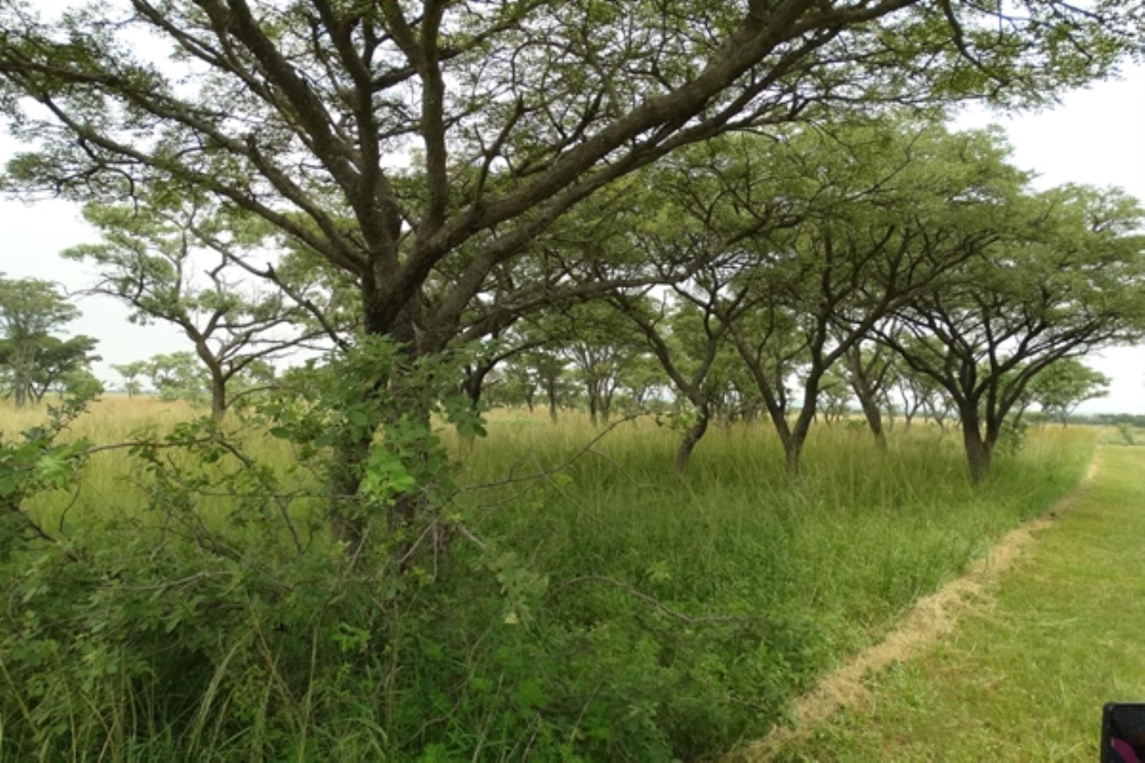 732378_1419ha_Feedlot___Irrigation_and_Game_Combination_Farm_for_Sale_Naboomspruit_(146).jpg
