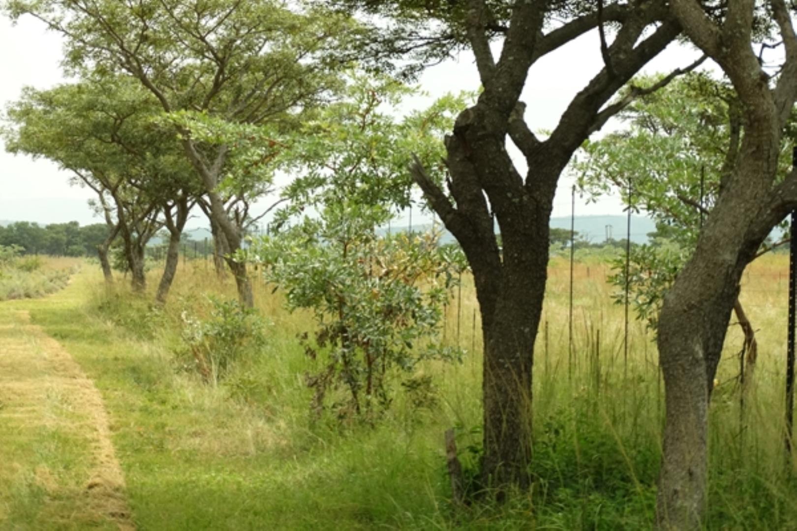 732378_1419ha_Feedlot___Irrigation_and_Game_Combination_Farm_for_Sale_Naboomspruit_(149).jpg