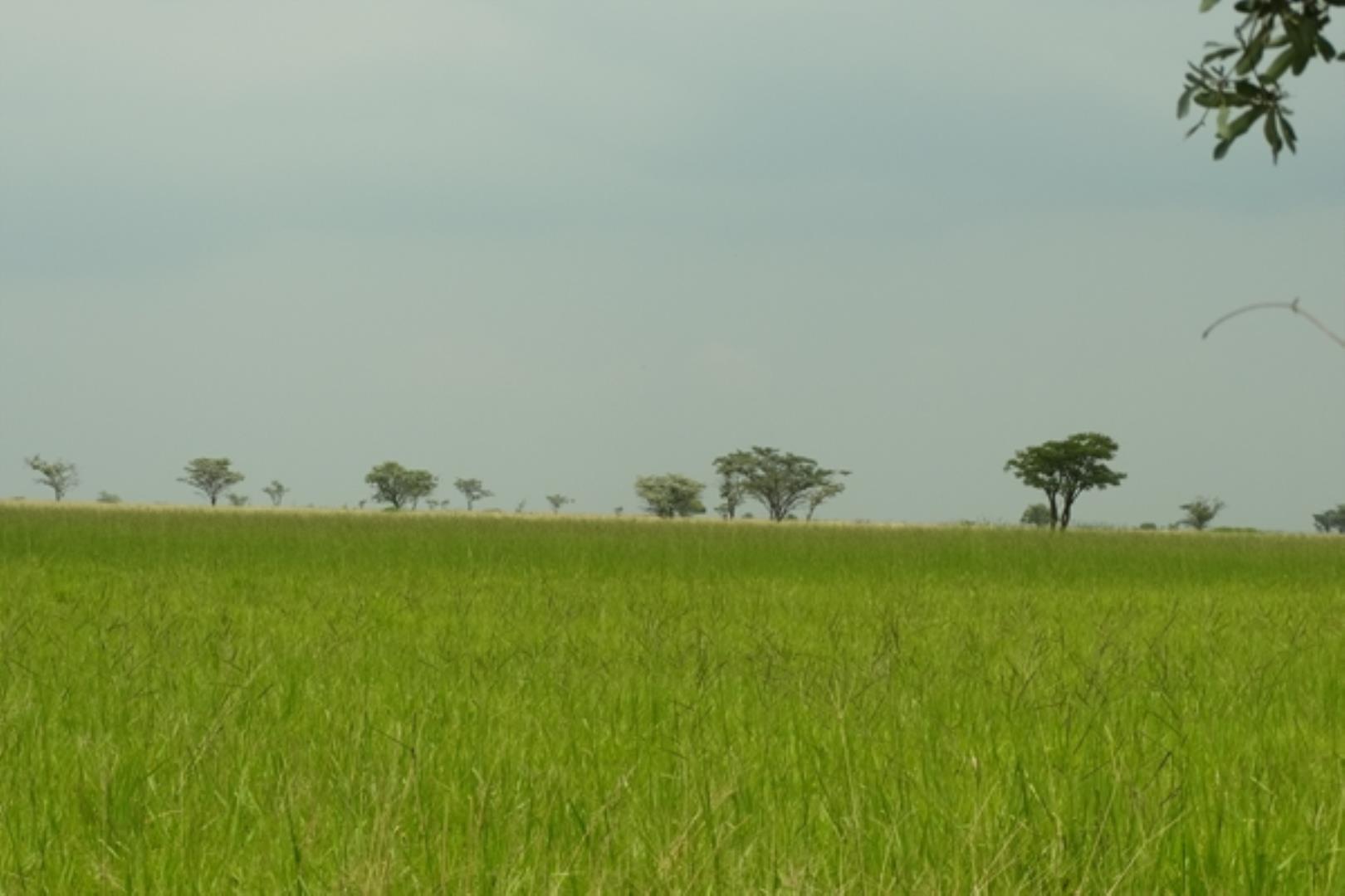 732378_1419ha_Feedlot___Irrigation_and_Game_Combination_Farm_for_Sale_Naboomspruit_(152).jpg