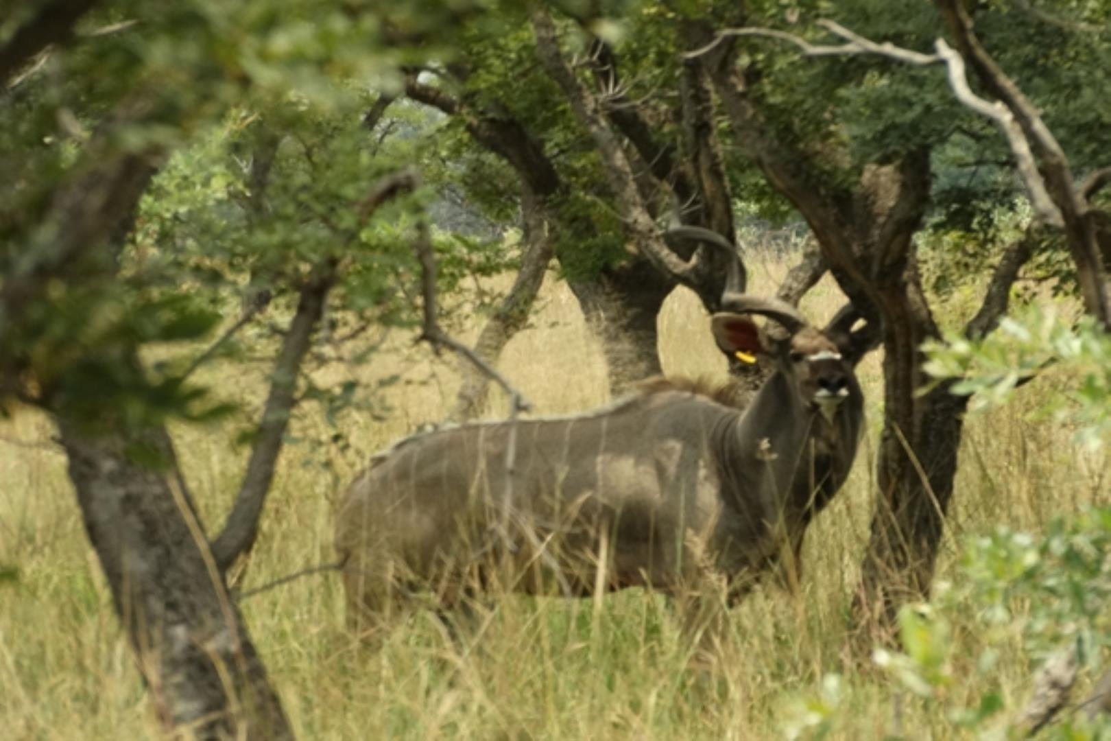 732378_1419ha_Feedlot___Irrigation_and_Game_Combination_Farm_for_Sale_Naboomspruit_(153).jpg