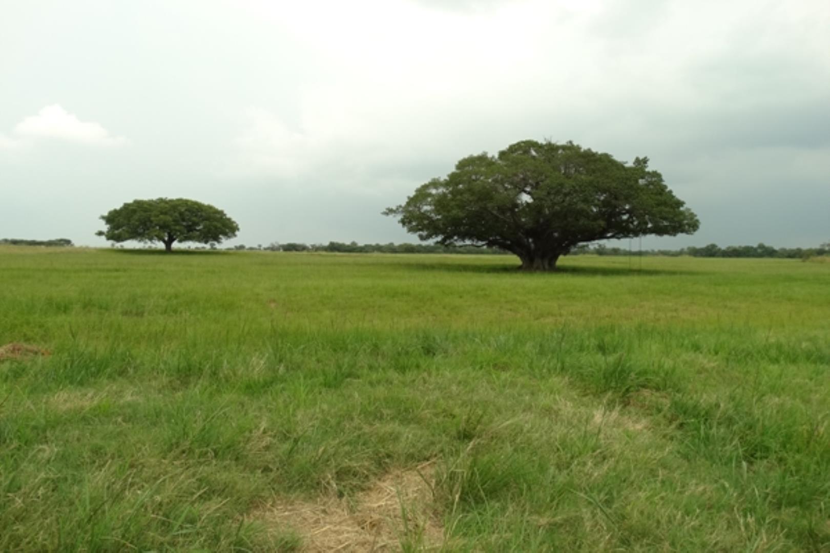 732378_1419ha_Feedlot___Irrigation_and_Game_Combination_Farm_for_Sale_Naboomspruit_(155).jpg