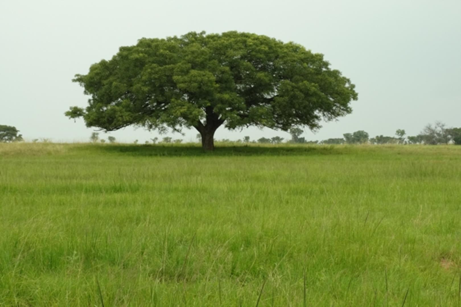 732378_1419ha_Feedlot___Irrigation_and_Game_Combination_Farm_for_Sale_Naboomspruit_(157).jpg