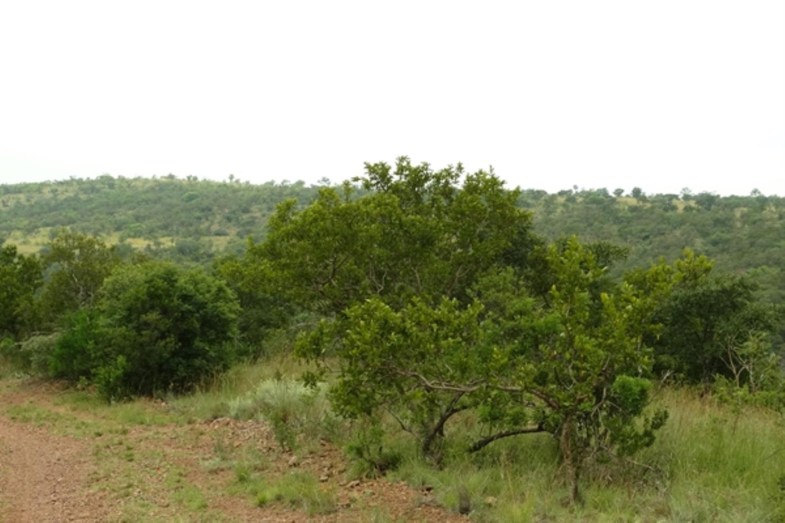 732378_1419ha_Feedlot___Irrigation_and_Game_Combination_Farm_for_Sale_Naboomspruit_(162).jpg