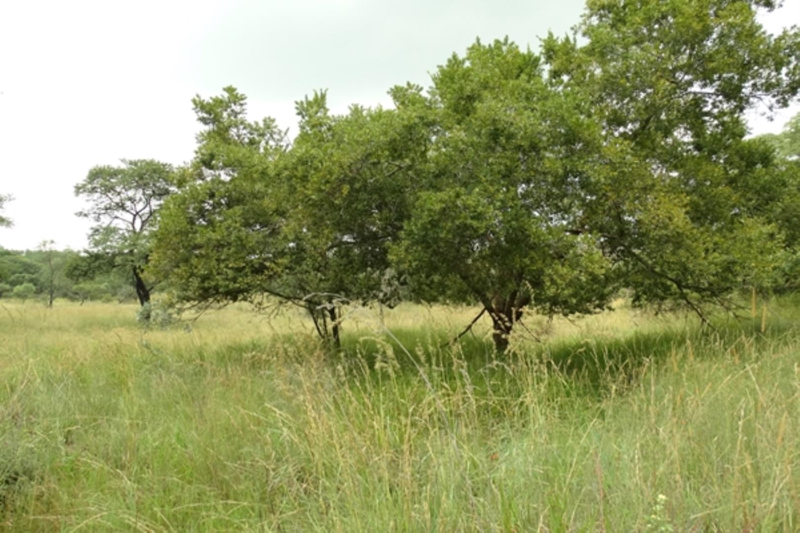 732378_1419ha_Feedlot___Irrigation_and_Game_Combination_Farm_for_Sale_Naboomspruit_(163).jpg