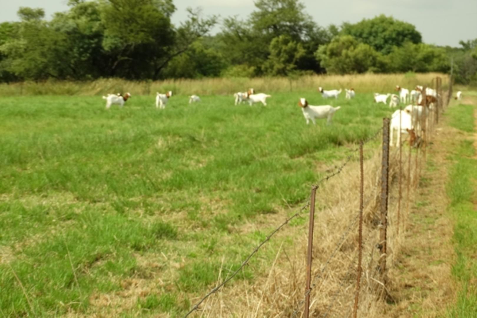 732378_1419ha_Feedlot___Irrigation_and_Game_Combination_Farm_for_Sale_Naboomspruit_(45).jpg