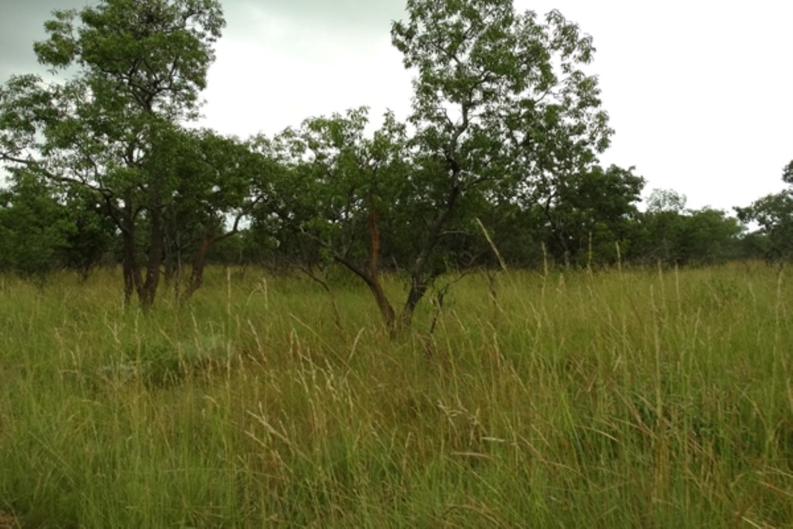 732378_1419ha_Feedlot___Irrigation_and_Game_Combination_Farm_for_Sale_Naboomspruit_(71).jpg