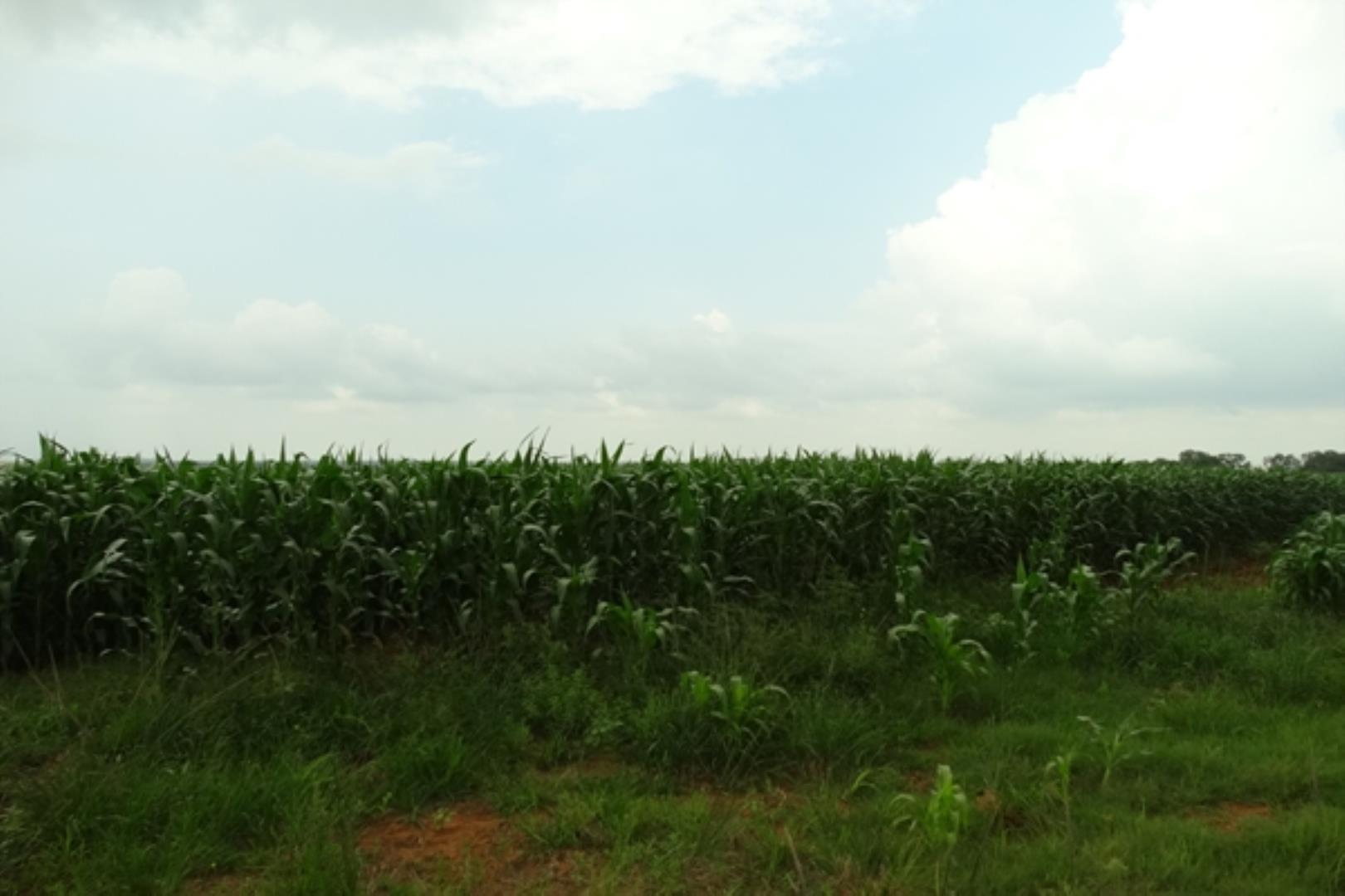732378_1419ha_Feedlot___Irrigation_and_Game_Combination_Farm_for_Sale_Naboomspruit_(72).jpg