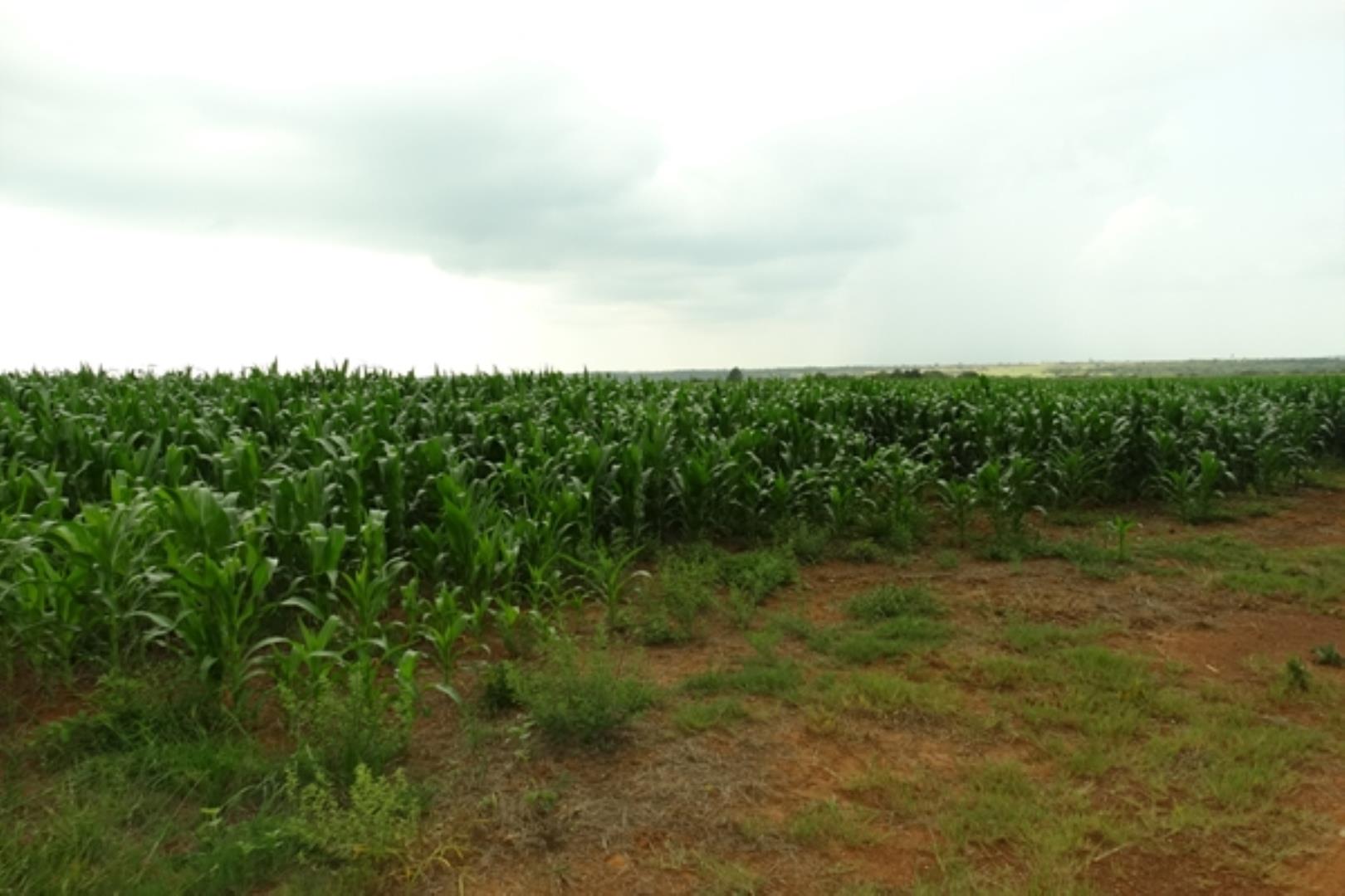 732378_1419ha_Feedlot___Irrigation_and_Game_Combination_Farm_for_Sale_Naboomspruit_(75).jpg