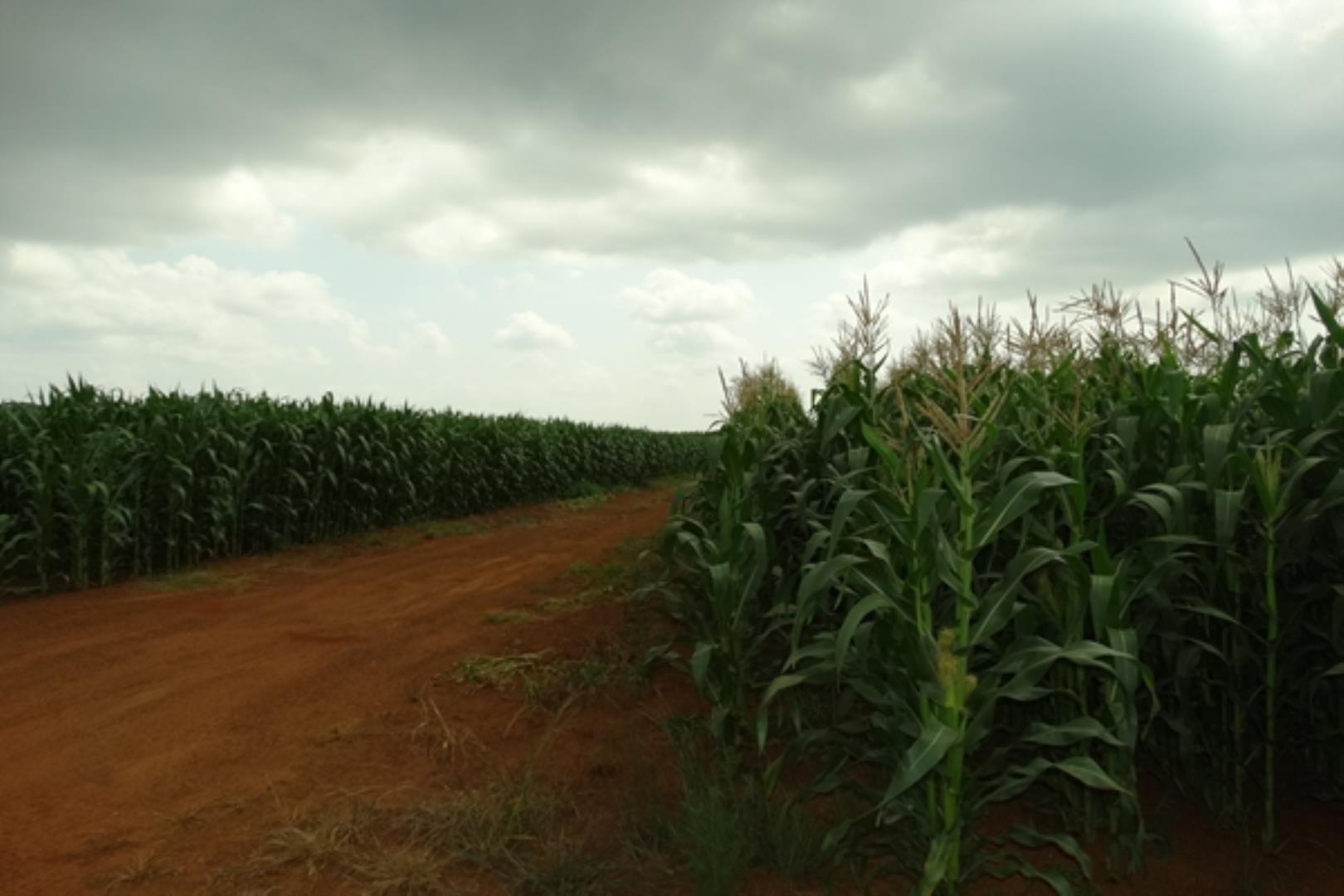 732378_1419ha_Feedlot___Irrigation_and_Game_Combination_Farm_for_Sale_Naboomspruit_(76).jpg