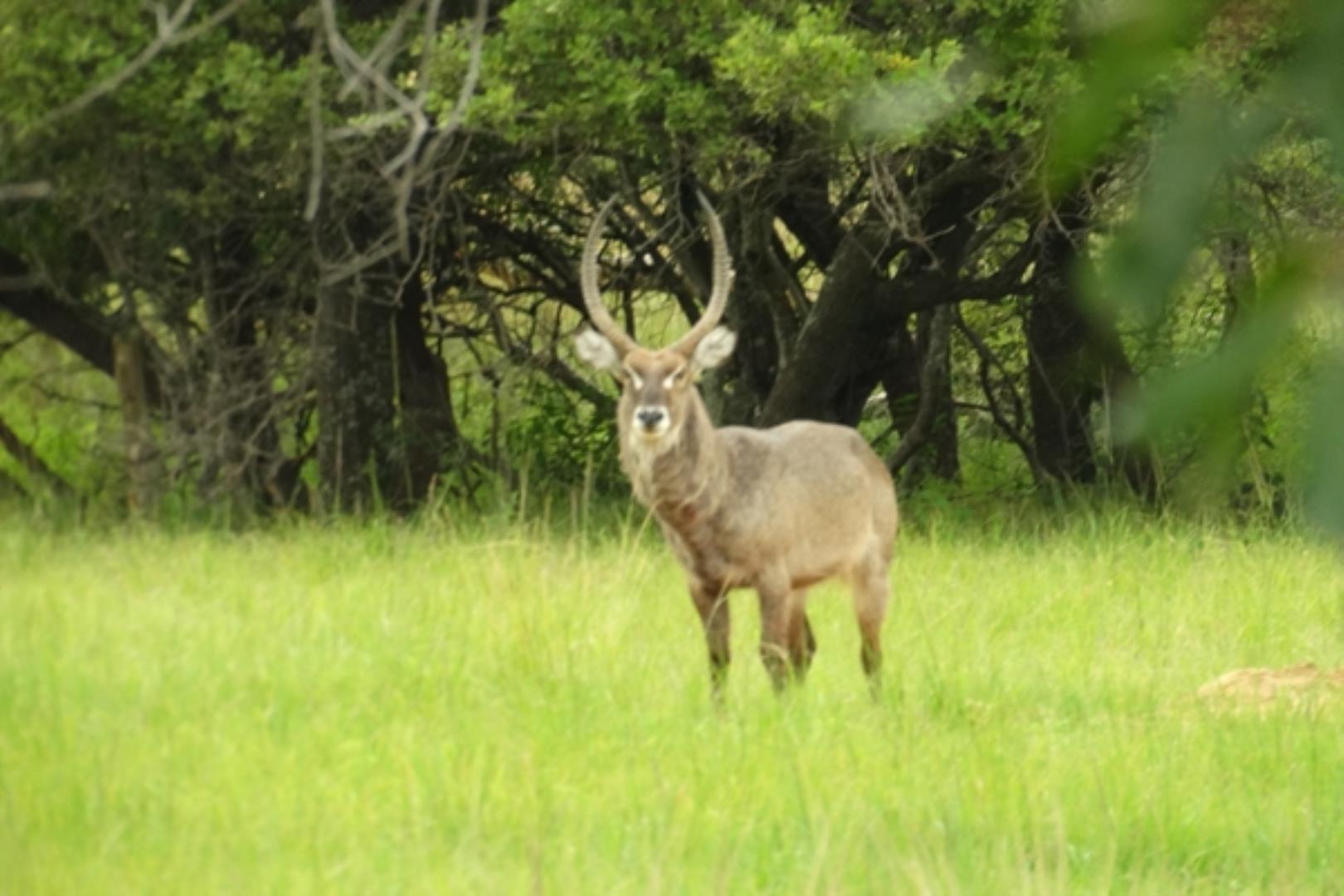 732378_1419ha_Feedlot___Irrigation_and_Game_Combination_Farm_for_Sale_Naboomspruit_(87).jpg