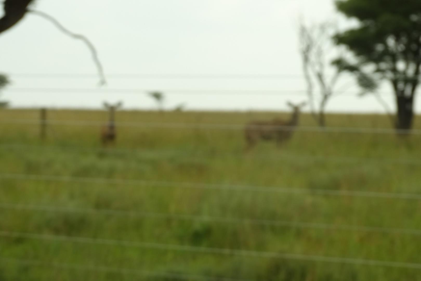 732378_1419ha_Feedlot___Irrigation_and_Game_Combination_Farm_for_Sale_Naboomspruit_(95).jpg
