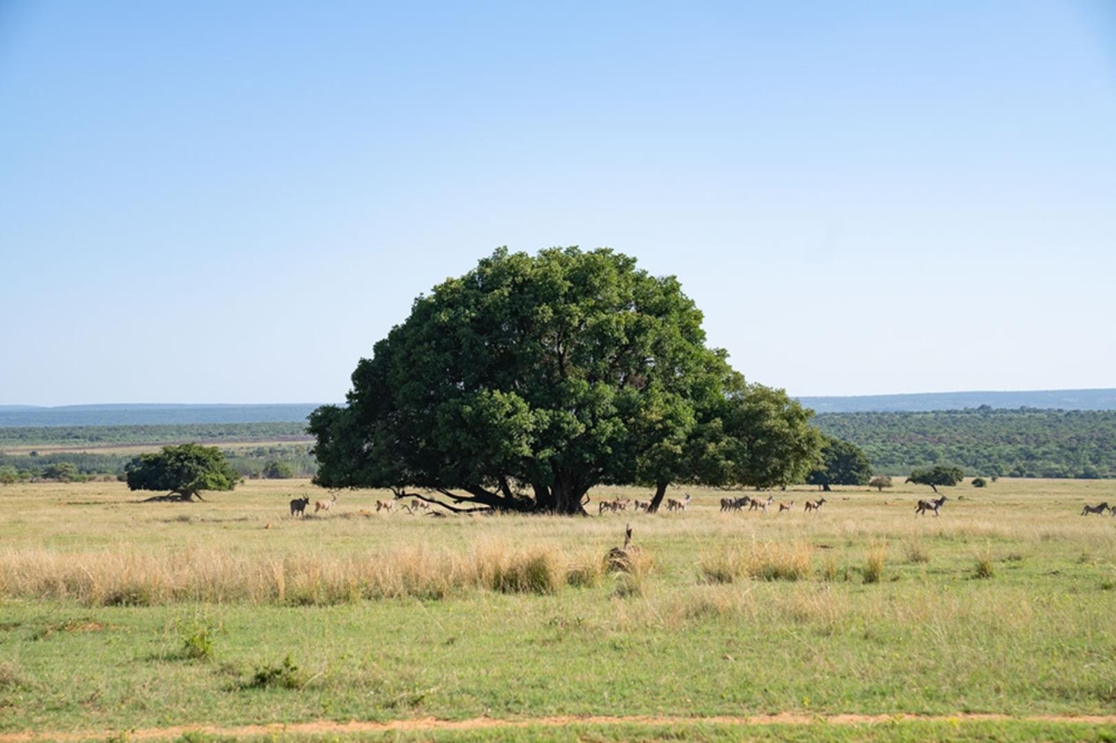 732502_2087ha_Farm_For_Sale_Waterberg___South_Africa_(261).jpeg