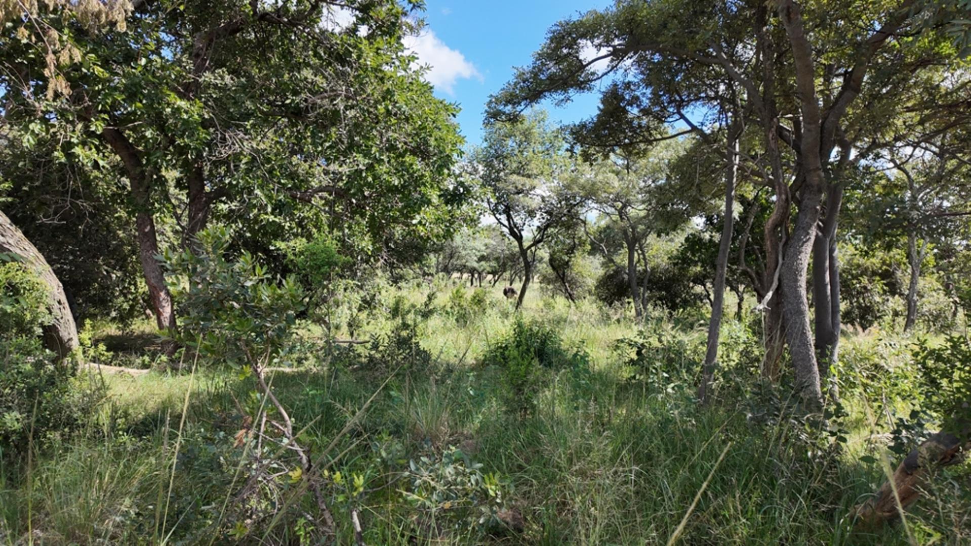 732502_2087ha_Farm_For_Sale_Waterberg___South_Africa_(71).jpeg