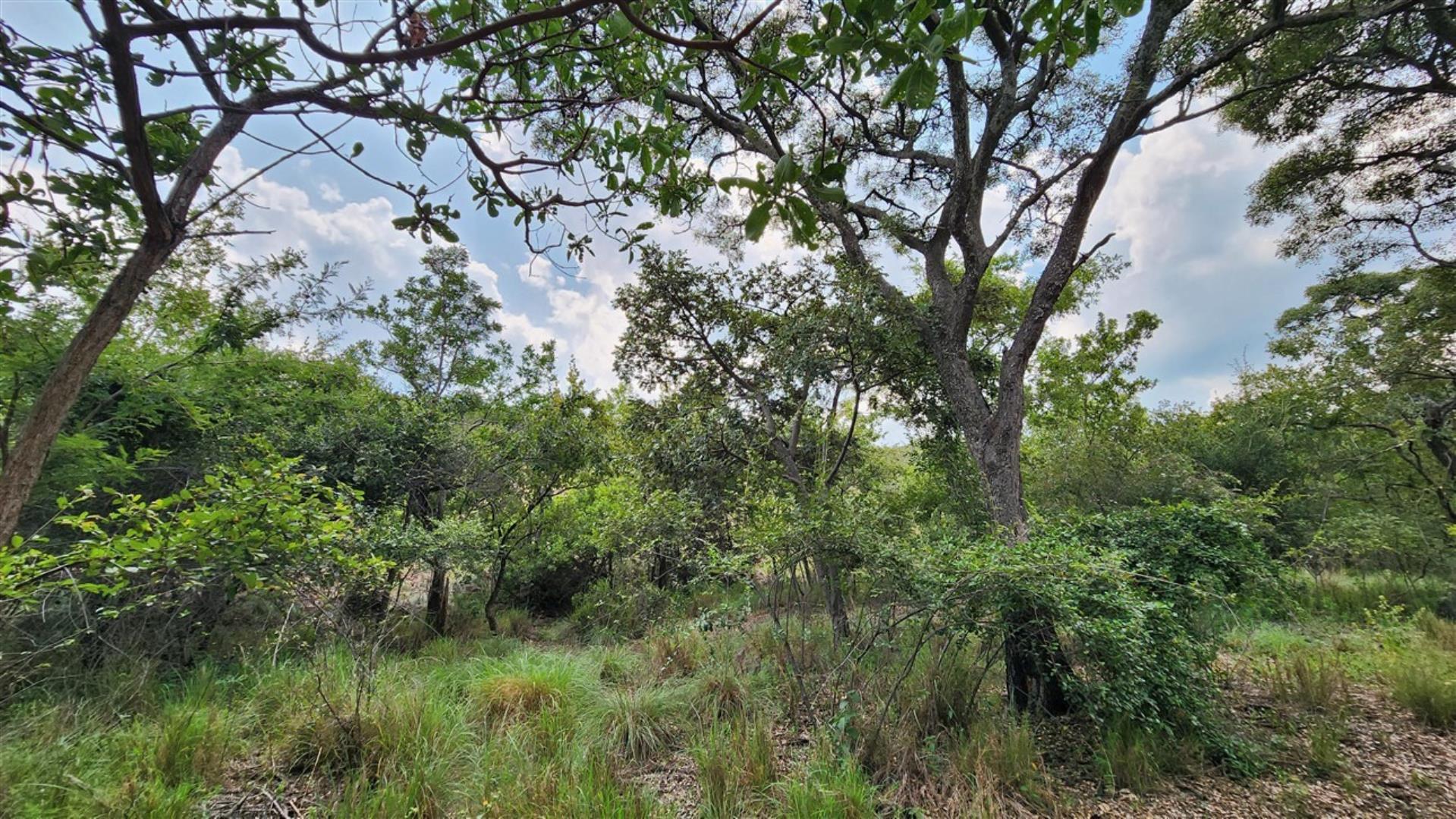 739752_Bushveld_4.jpg
